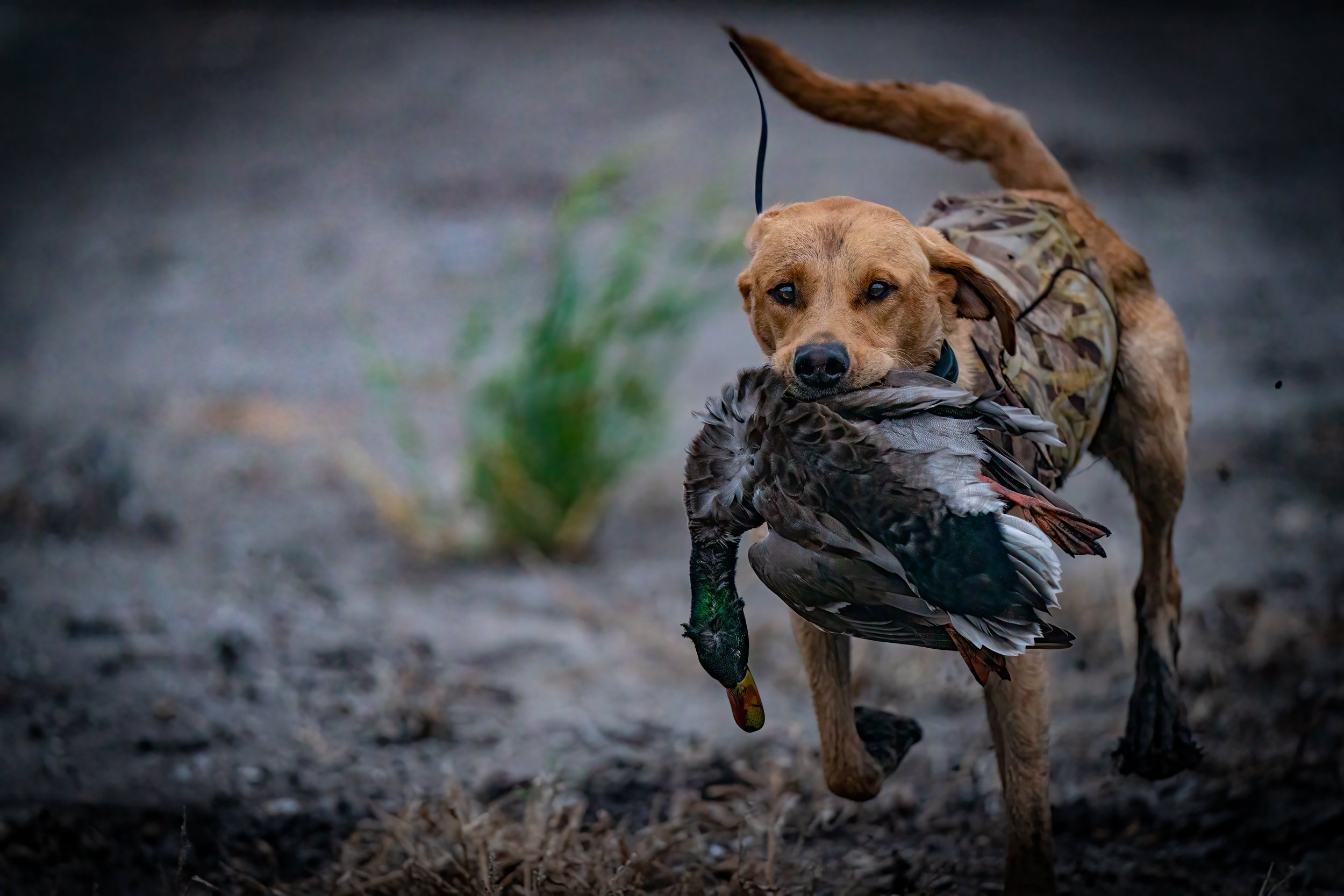 _DUK9972 wide knoxx w mallard.jpg