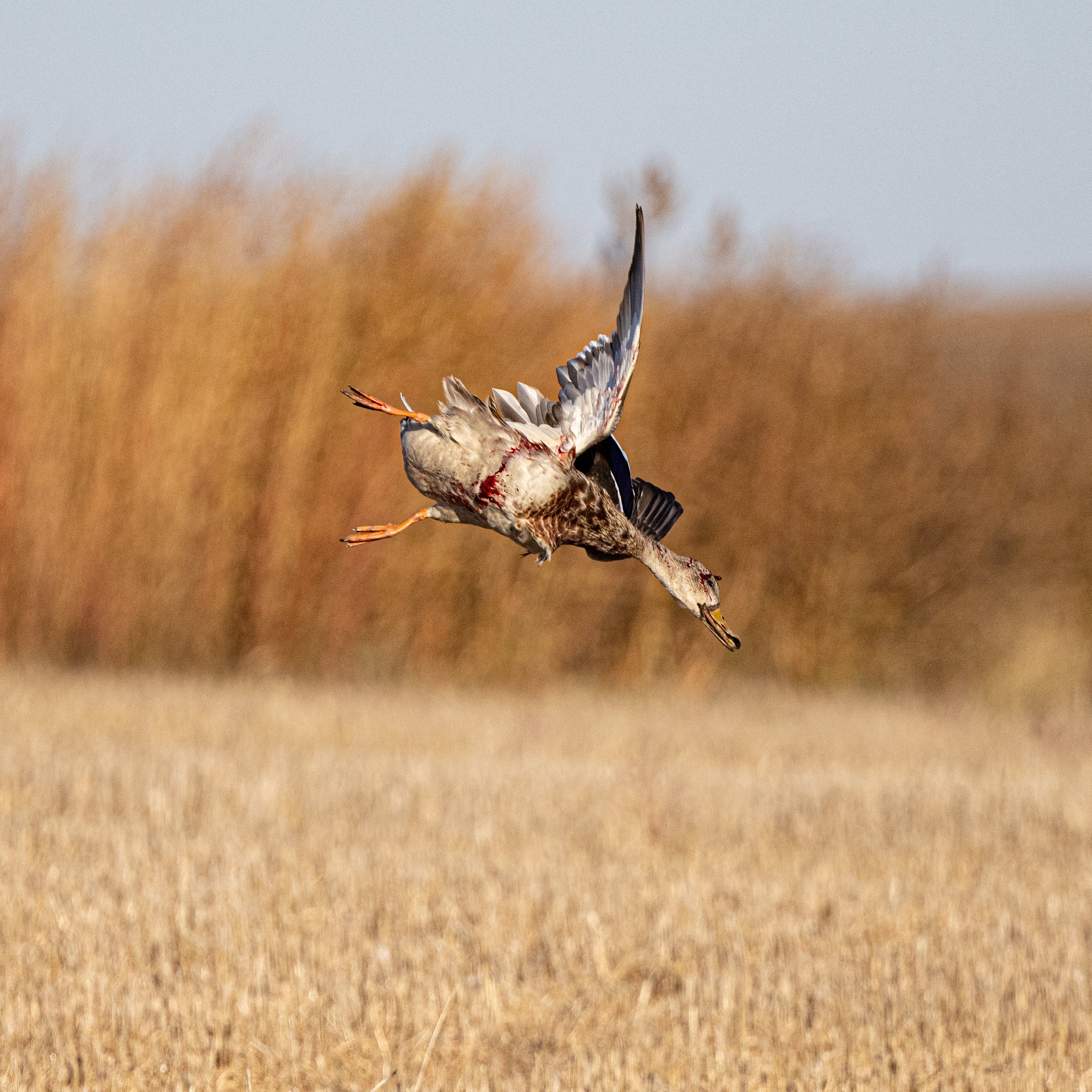 2021-10-06 wedam r5 ND GY4A2419 dead duck.jpg