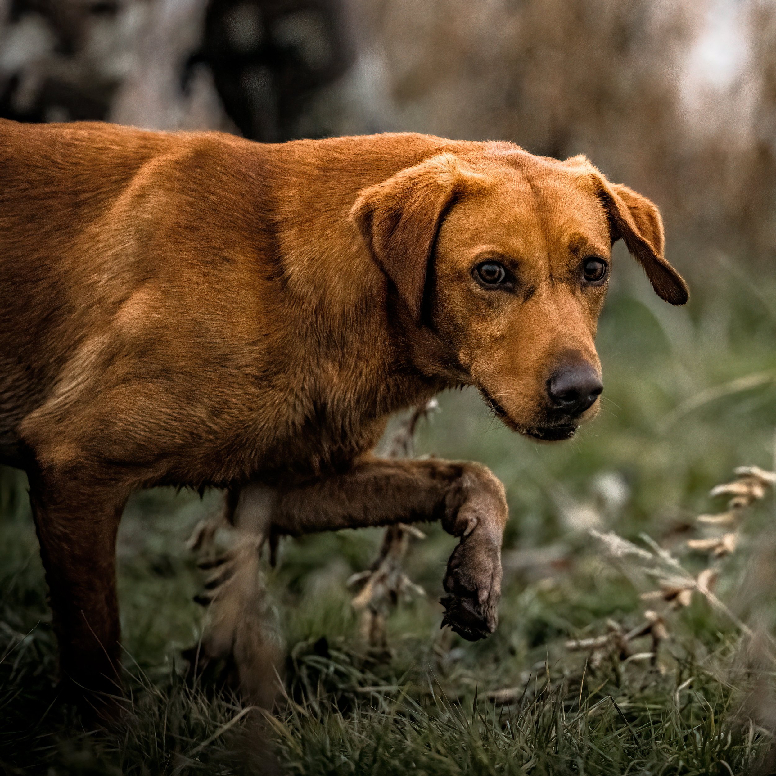 GY4A7946-crop-topaz.jpg