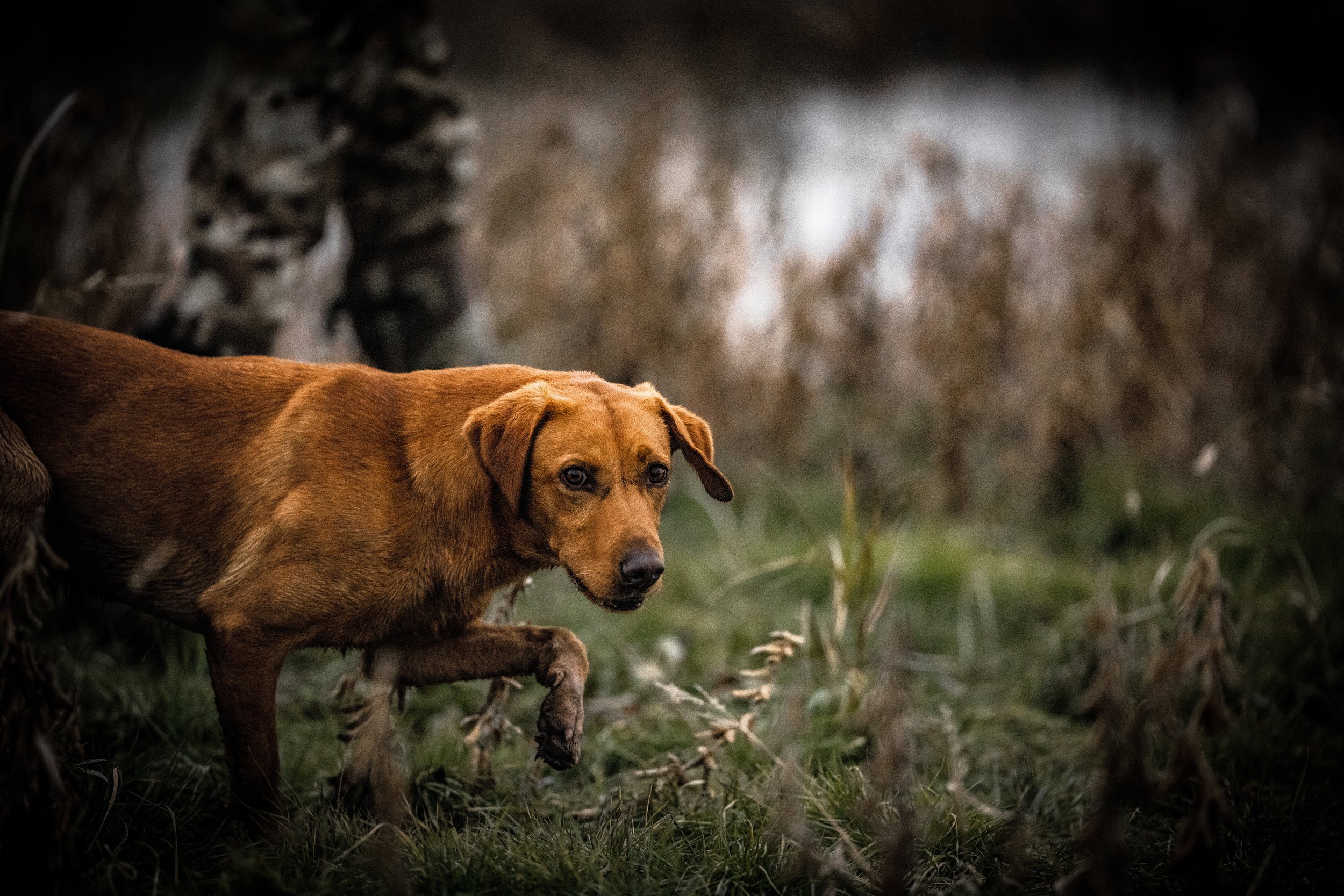 GY4A7946 -- bracken smaller.jpg