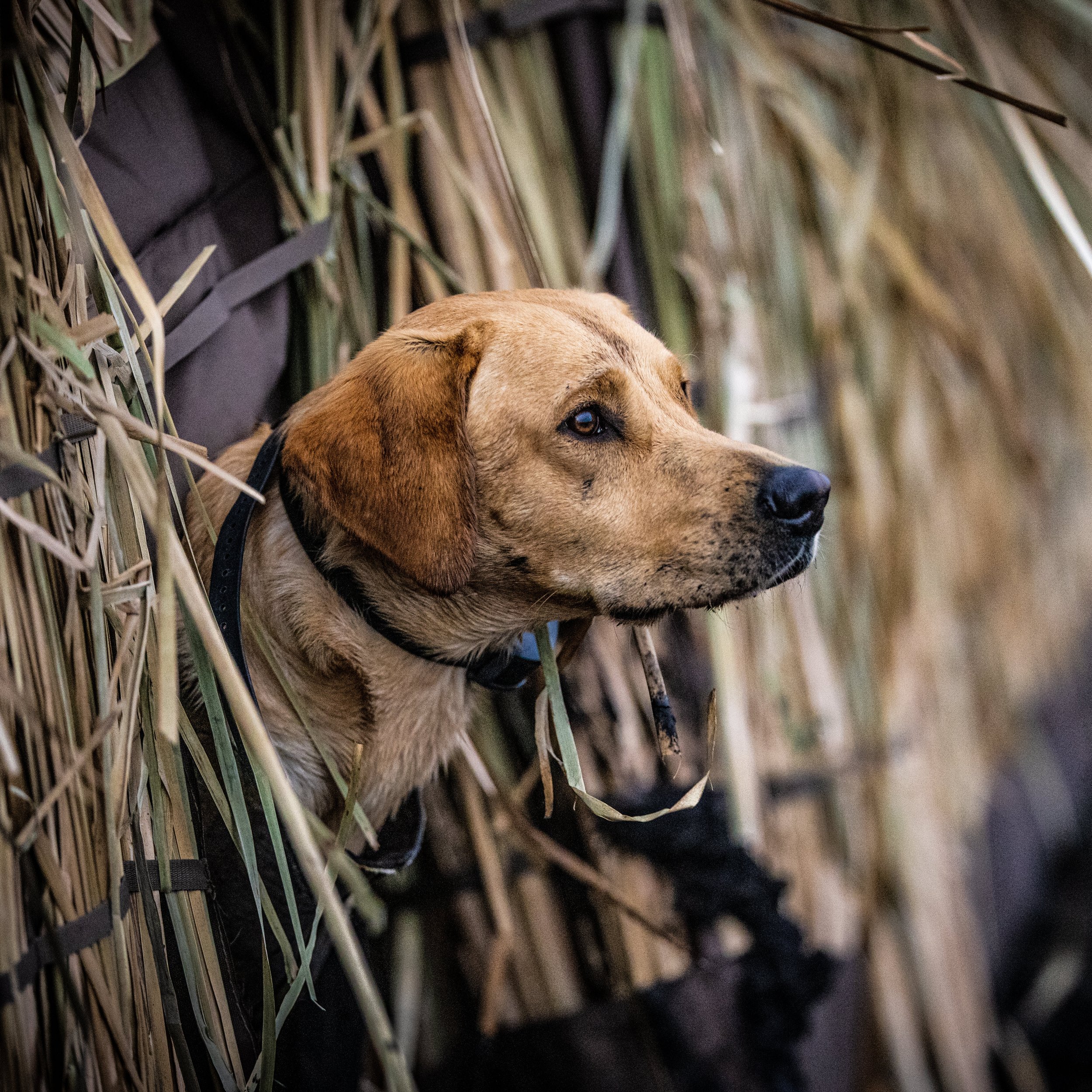 GY4A7675 knoxx in fieldhouse blind by momarsh.jpg