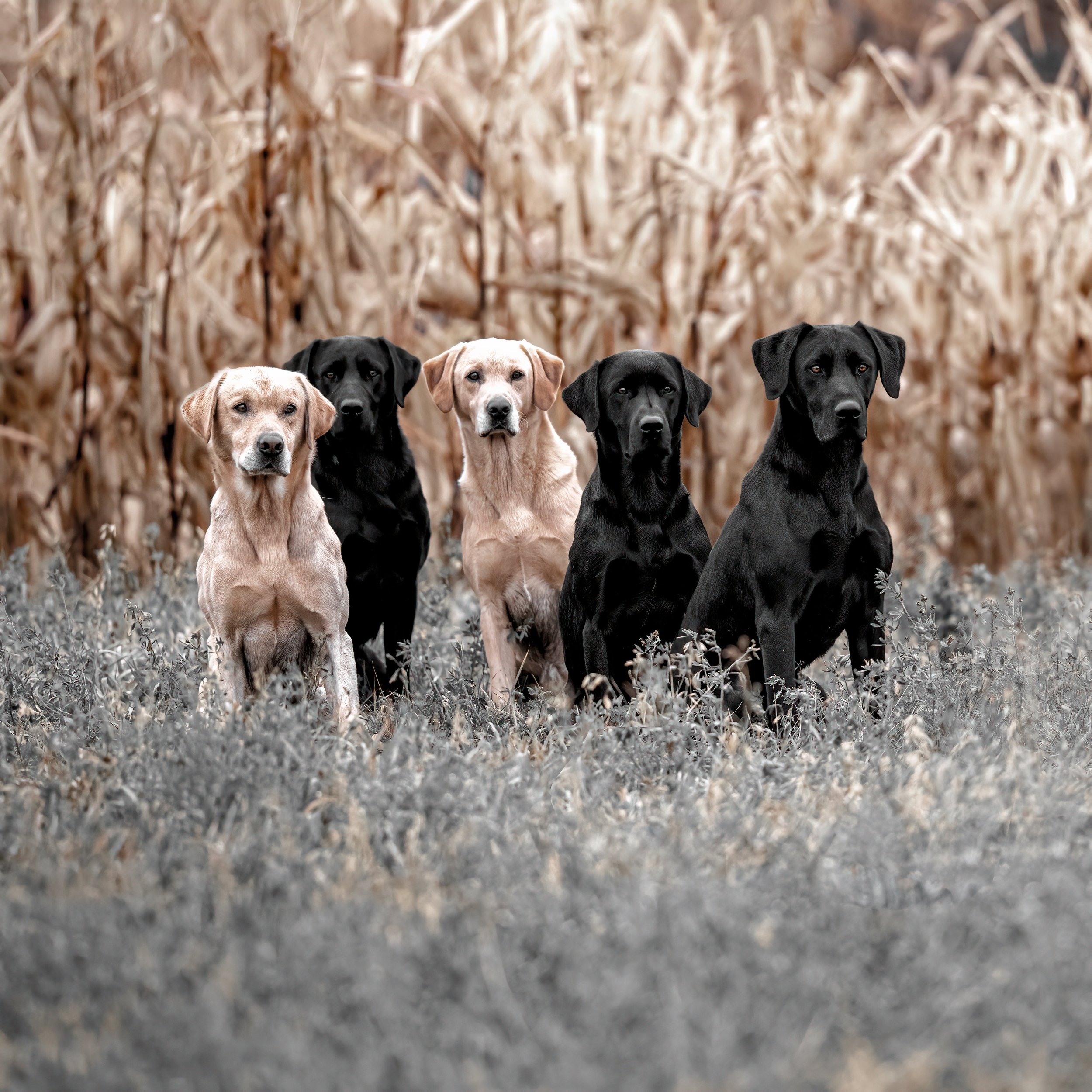 5 riverstone dogs .jpg