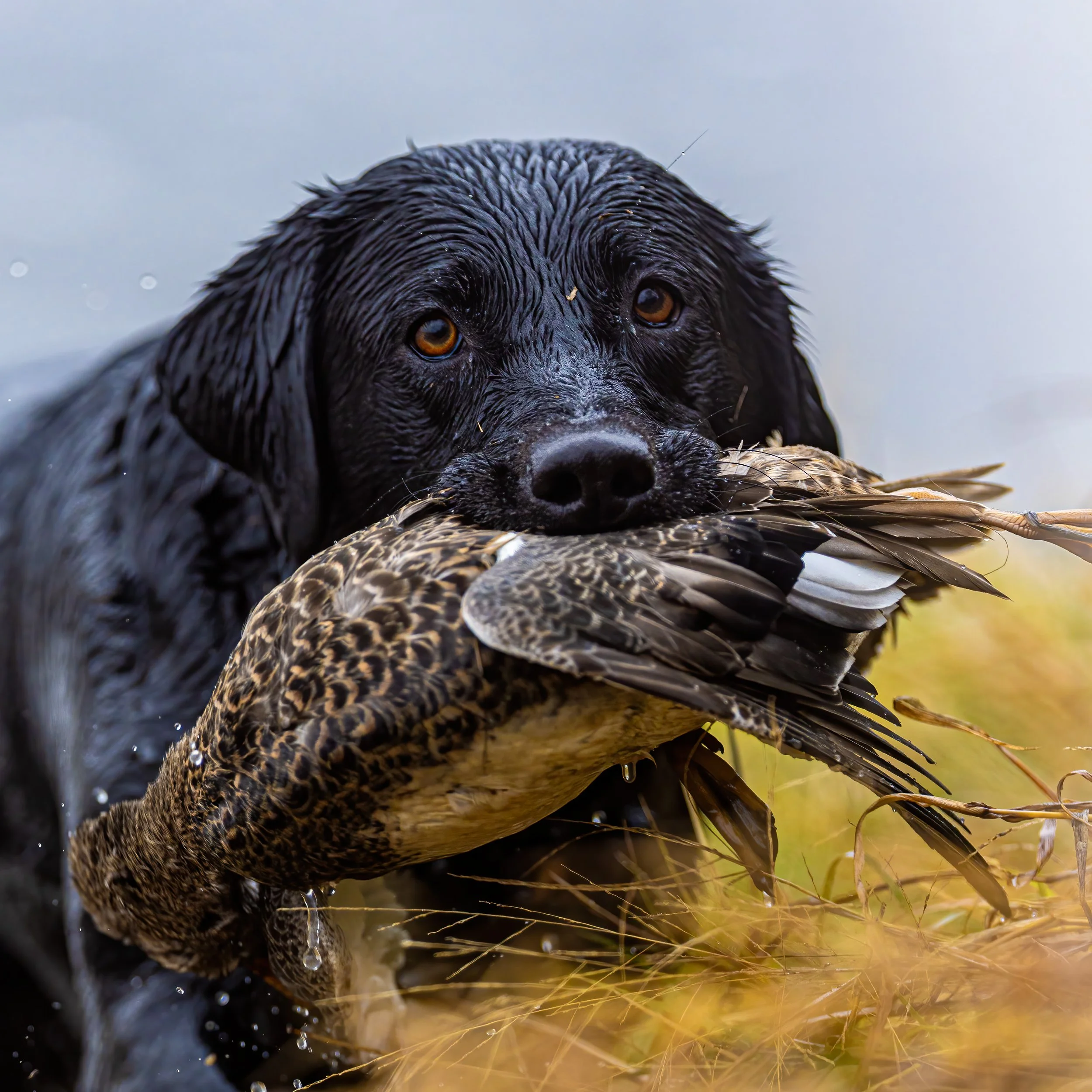 CROPPPED 2023.11.21 day 4 jsh strk nick big blind -- ND2_7859.jpg