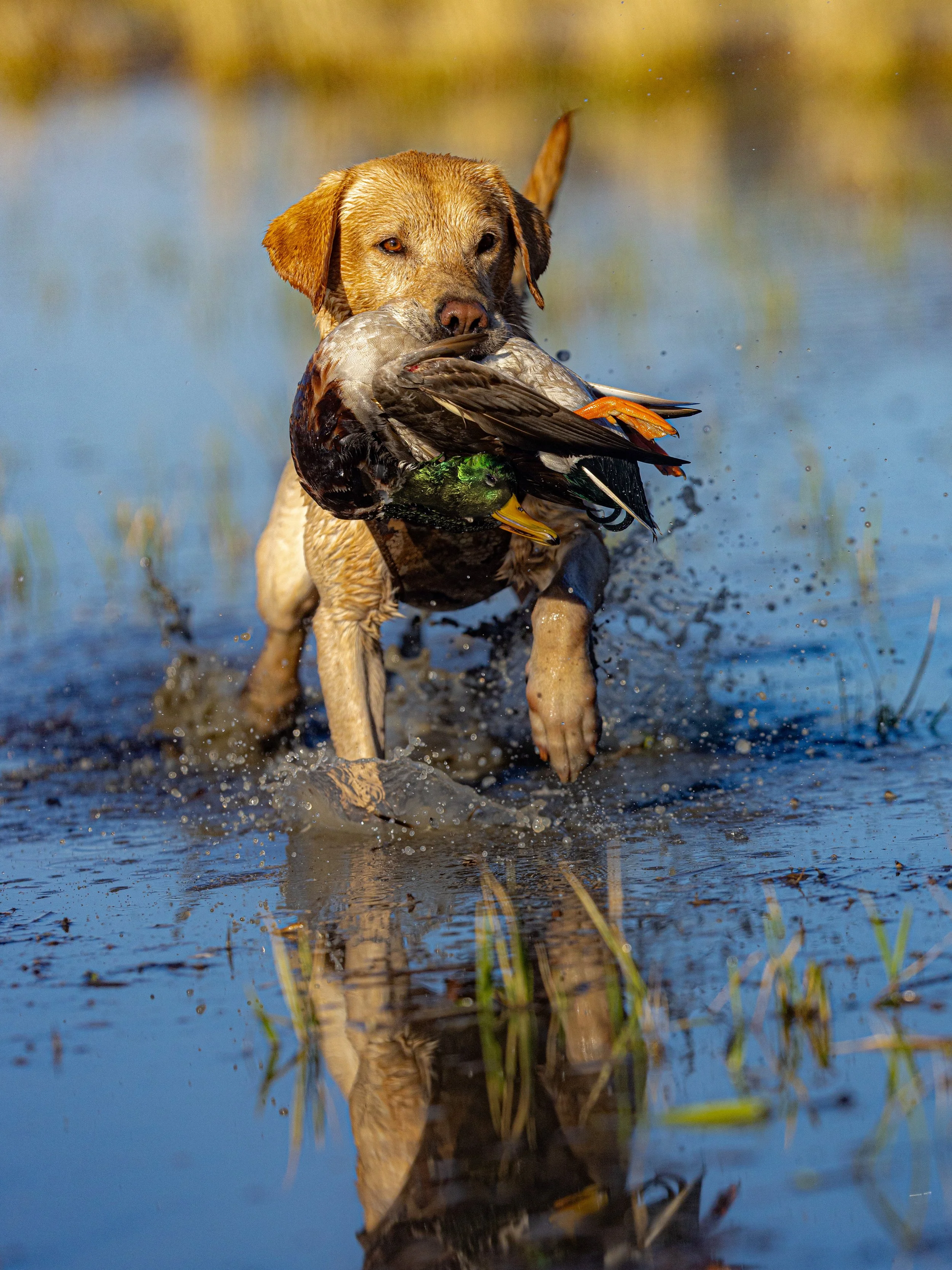 NEW MALLARD HEAD 2023.11.22 day 5 jsh strk nick MUD PITT -- ND2_0630.jpg