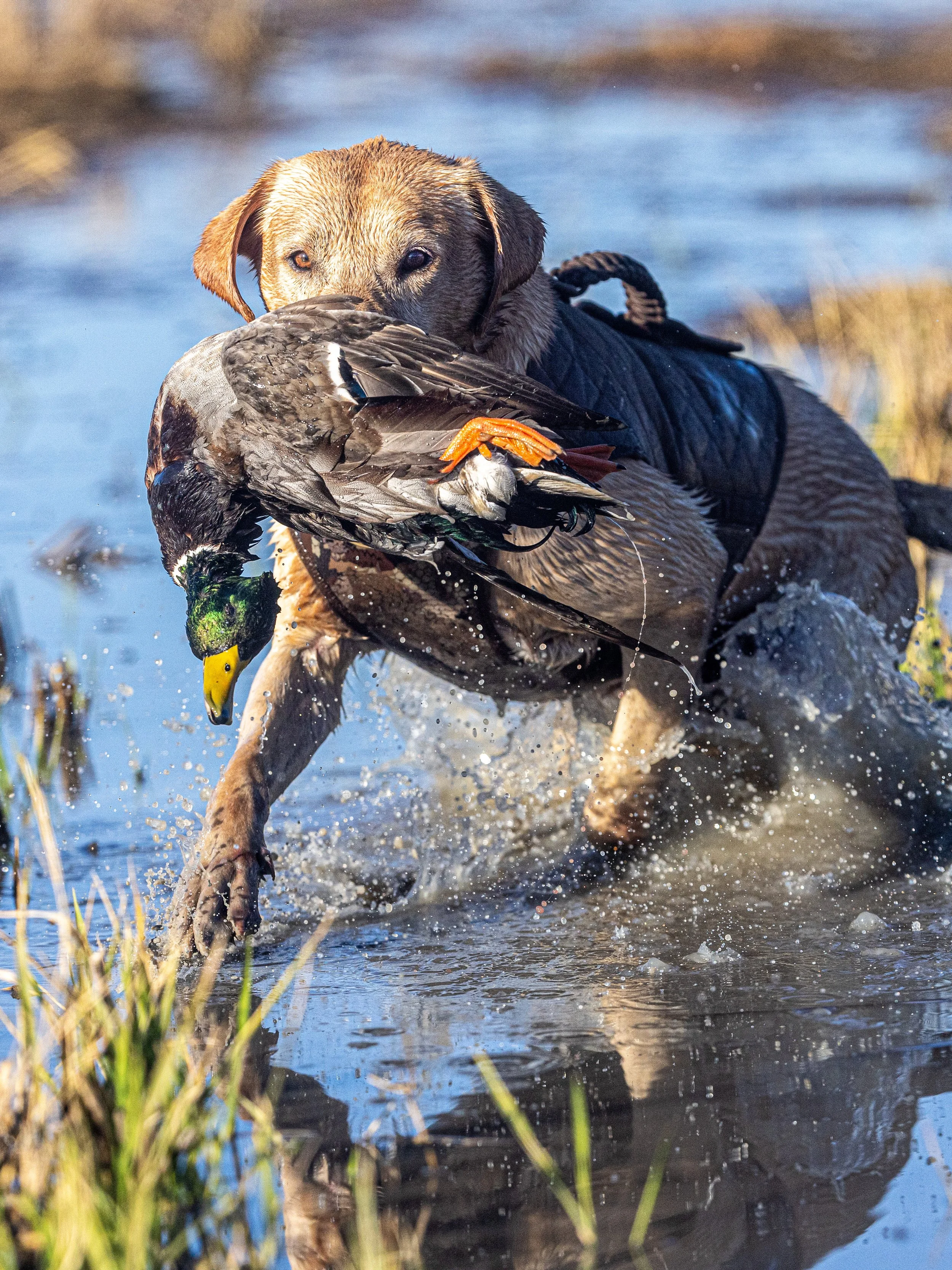 2023.11.22 day 5 jsh strk nick MUD PITT -- ND2_8536.jpg