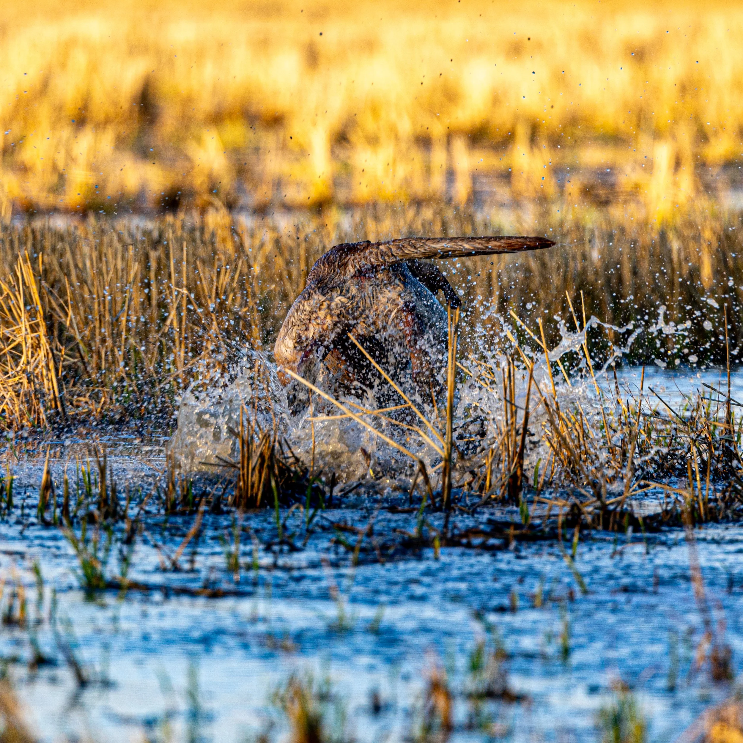 2023.11.22 day 5 jsh strk nick MUD PITT -- 0D0A8354.jpg