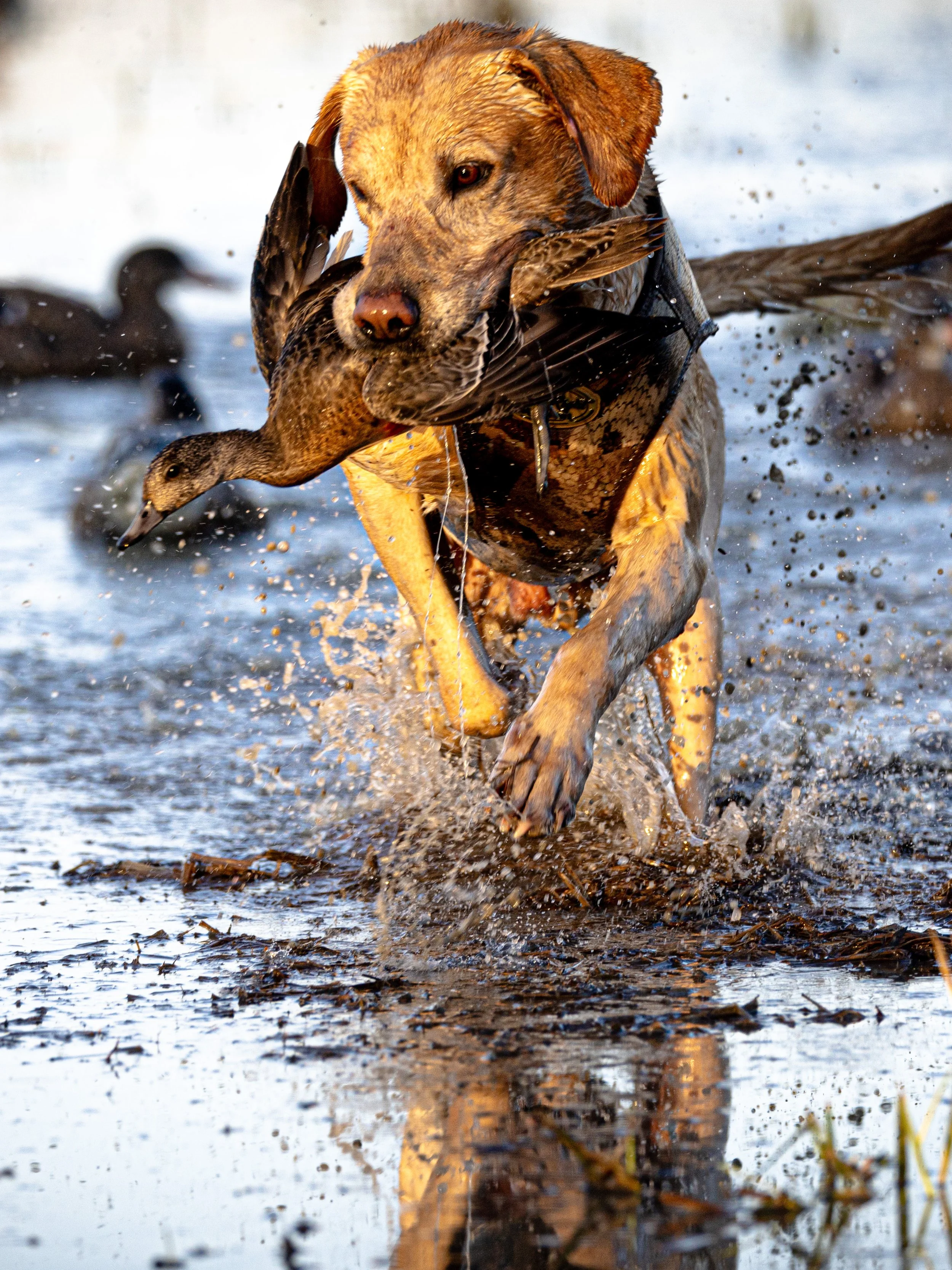 2023.11.22 day 5 jsh strk nick MUD PITT -- 0D0A8132.jpg