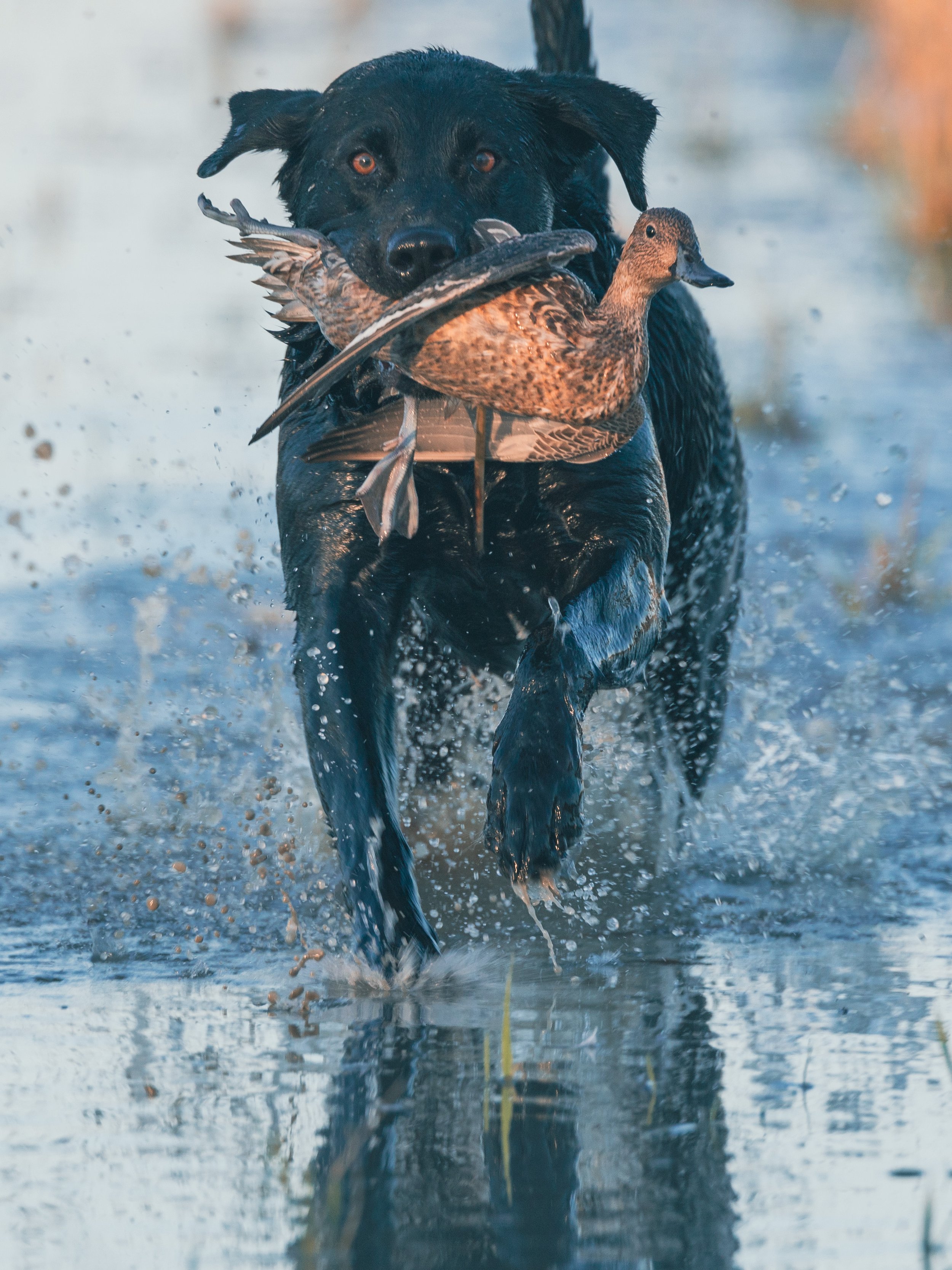 2023.11.22 day 5 jsh strk nick MUD PITT -- 0D0A8454.jpg
