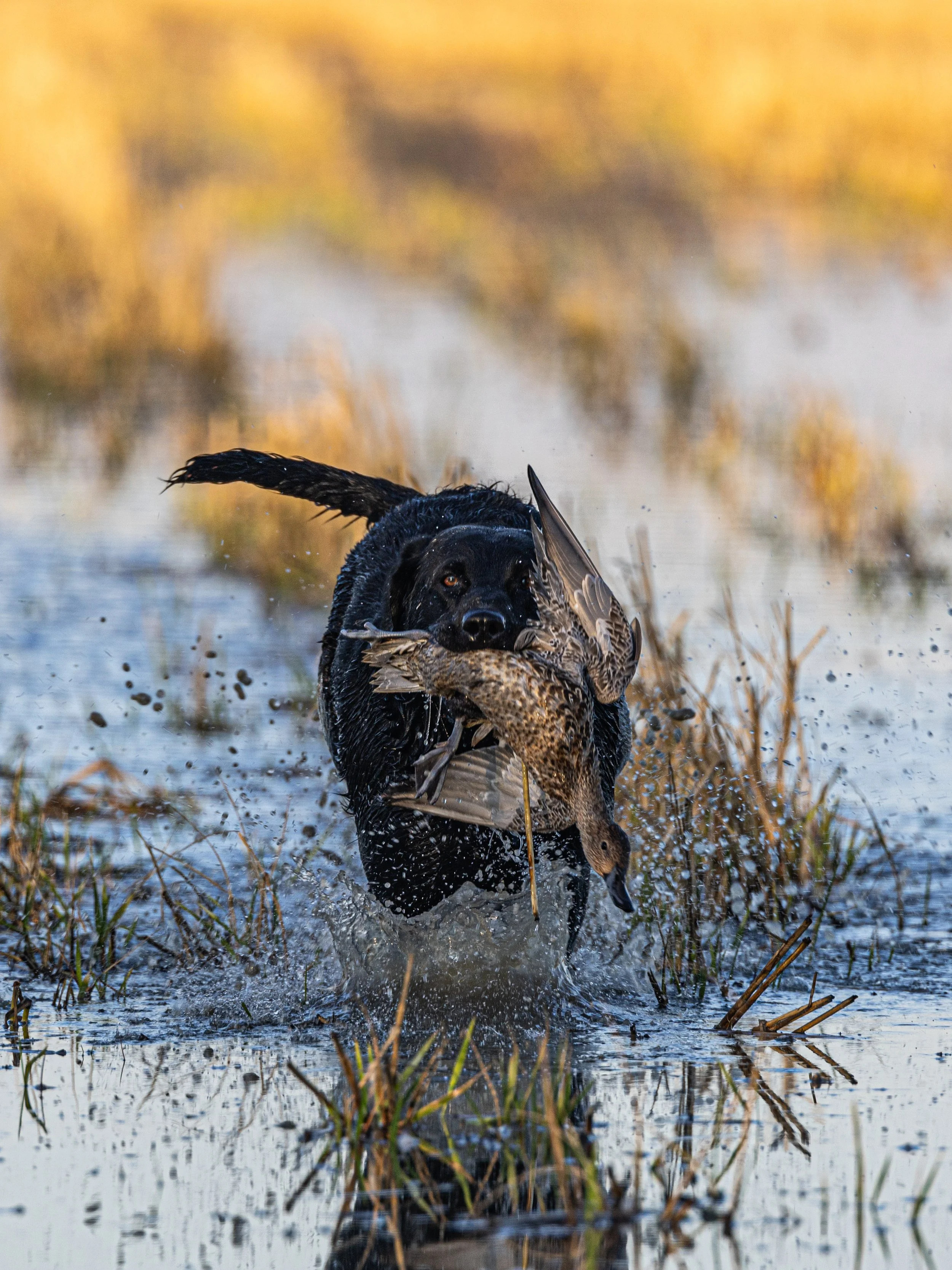 2023.11.22 day 5 jsh strk nick MUD PITT -- 0D0A8404.jpg