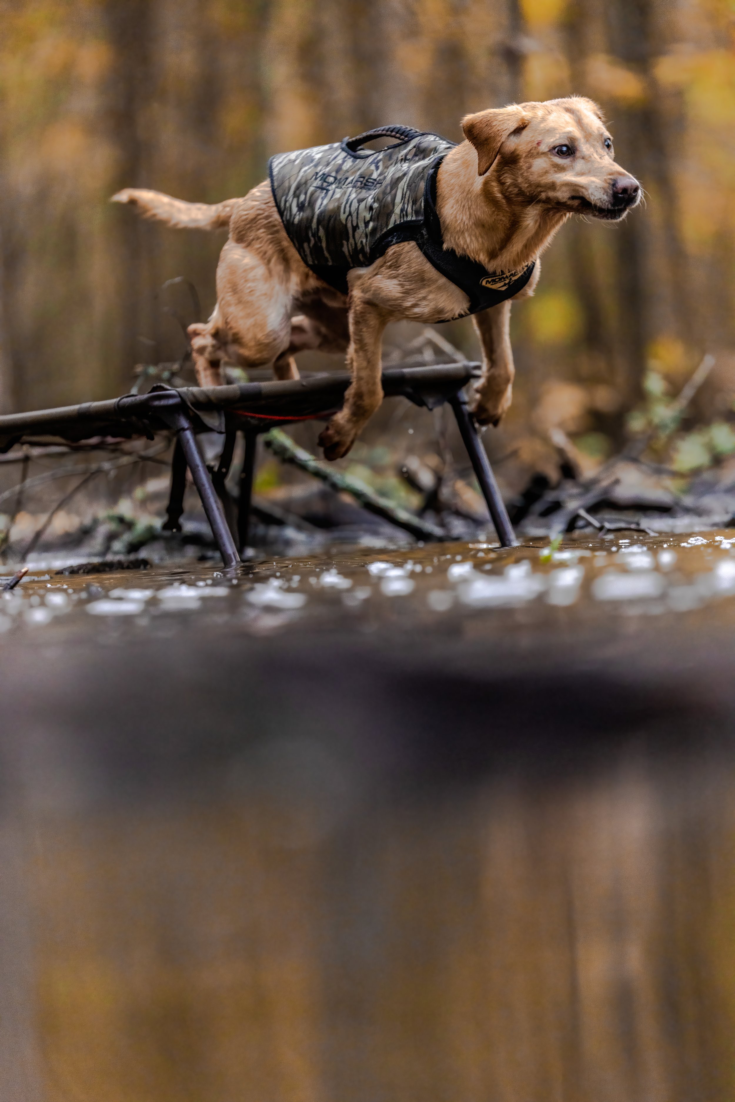 DERPY DOG IS DERPY 2024-11-24 AR DAY2 NICK JOSH WHIT MILLIE TUCKER ND2_4244.jpg