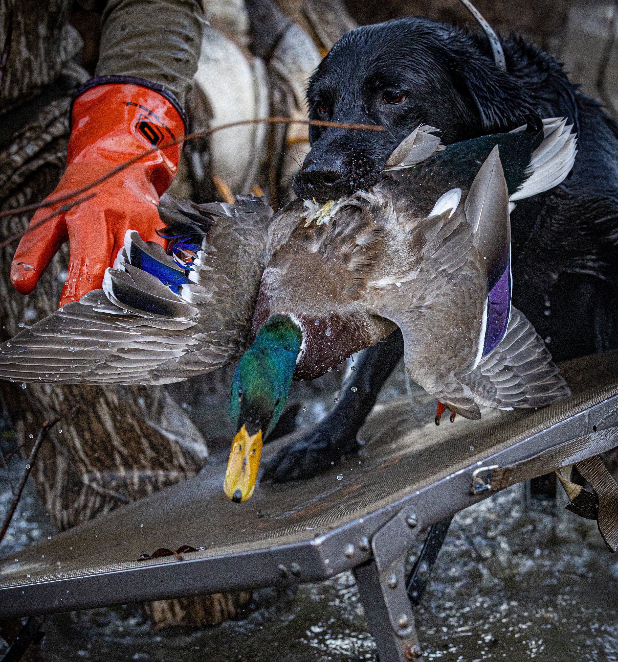 2024-11-23 AR Opener NICK JOSH WHIT MILLIE BROCK 0D0A0309.jpg