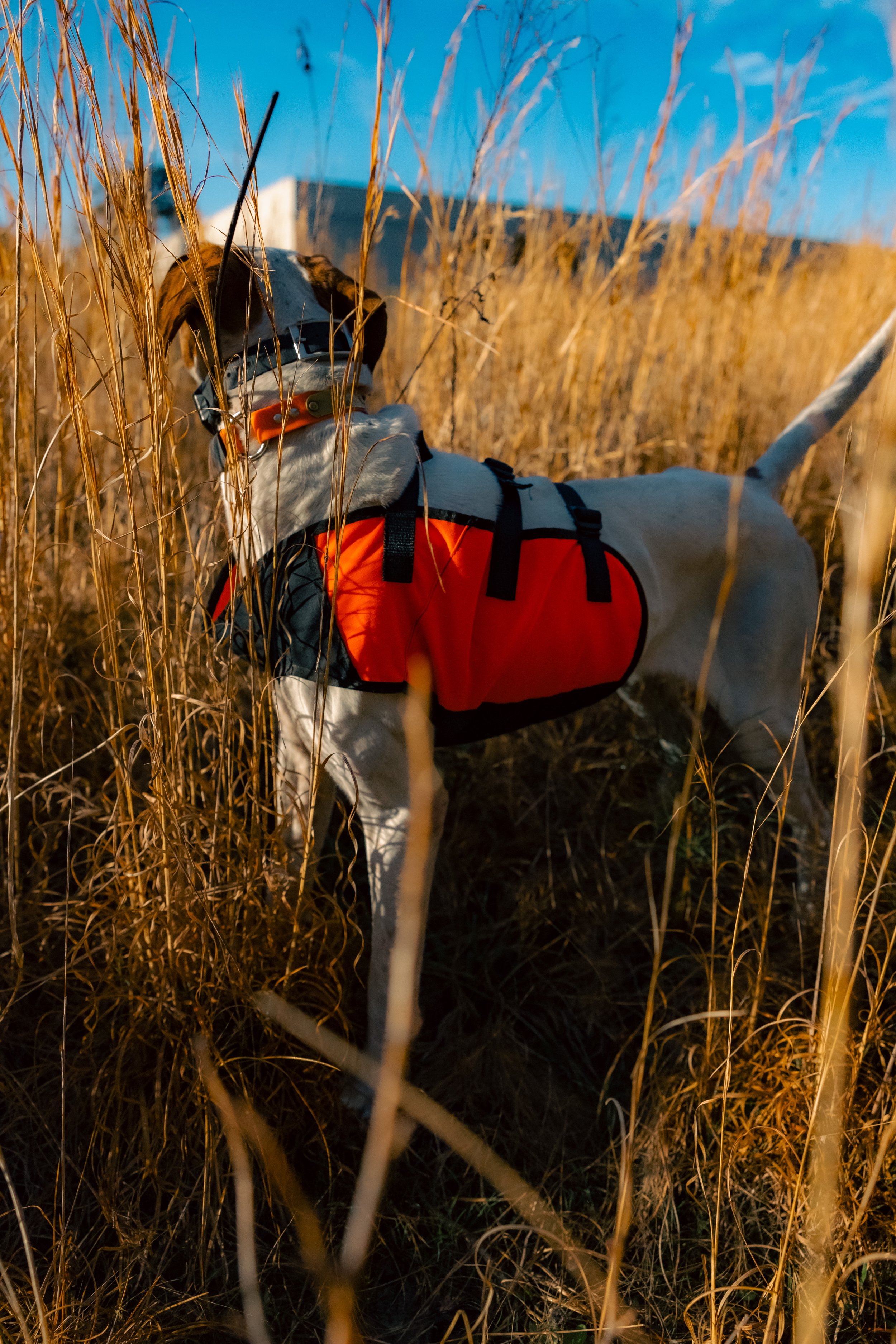 2025.03.18 Sylmar SWS Bull - Cowboy 0D0A2998.jpg