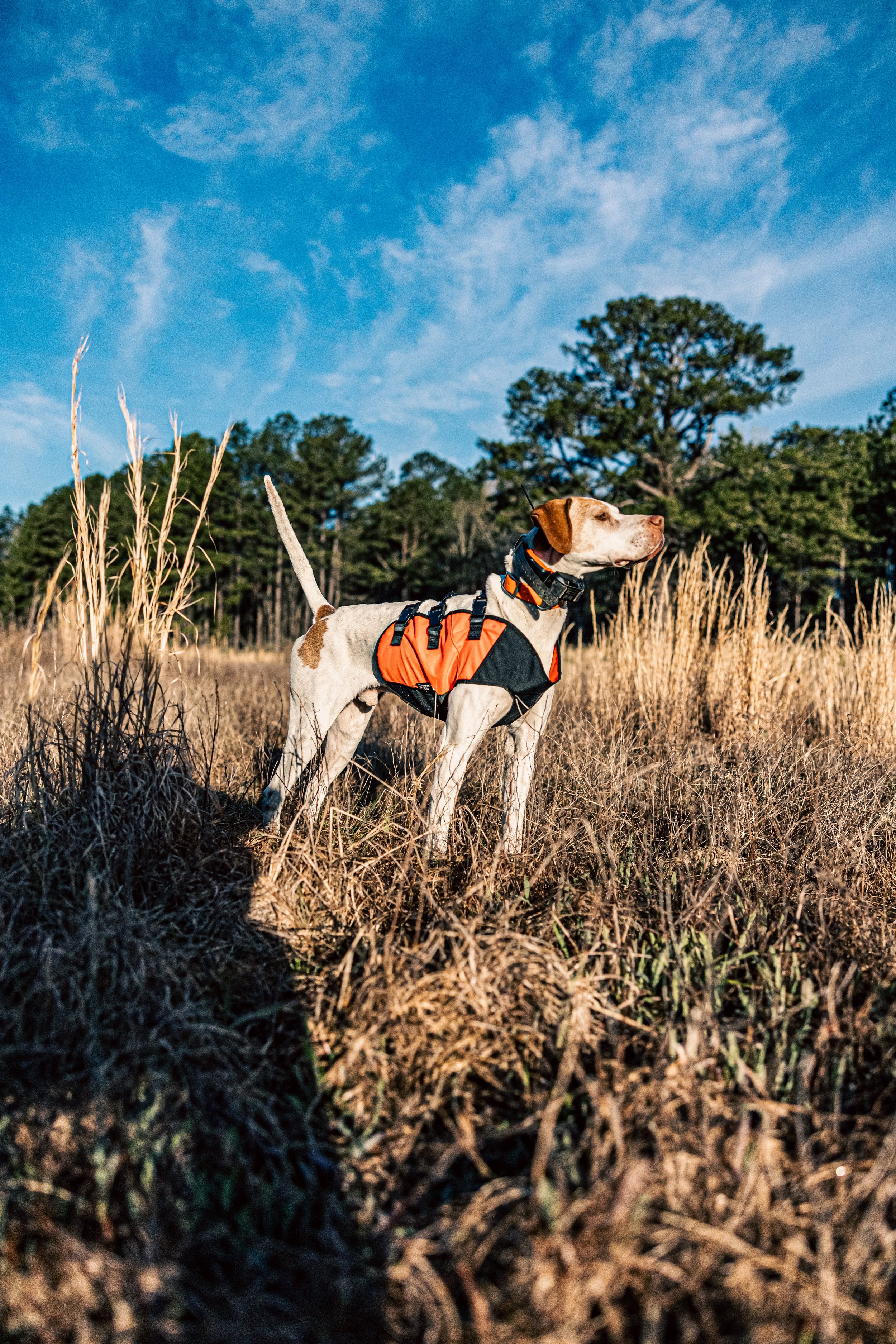 2025.03.18 Sylmar SWS Bull - Cowboy 0D0A0259 bluer.jpg