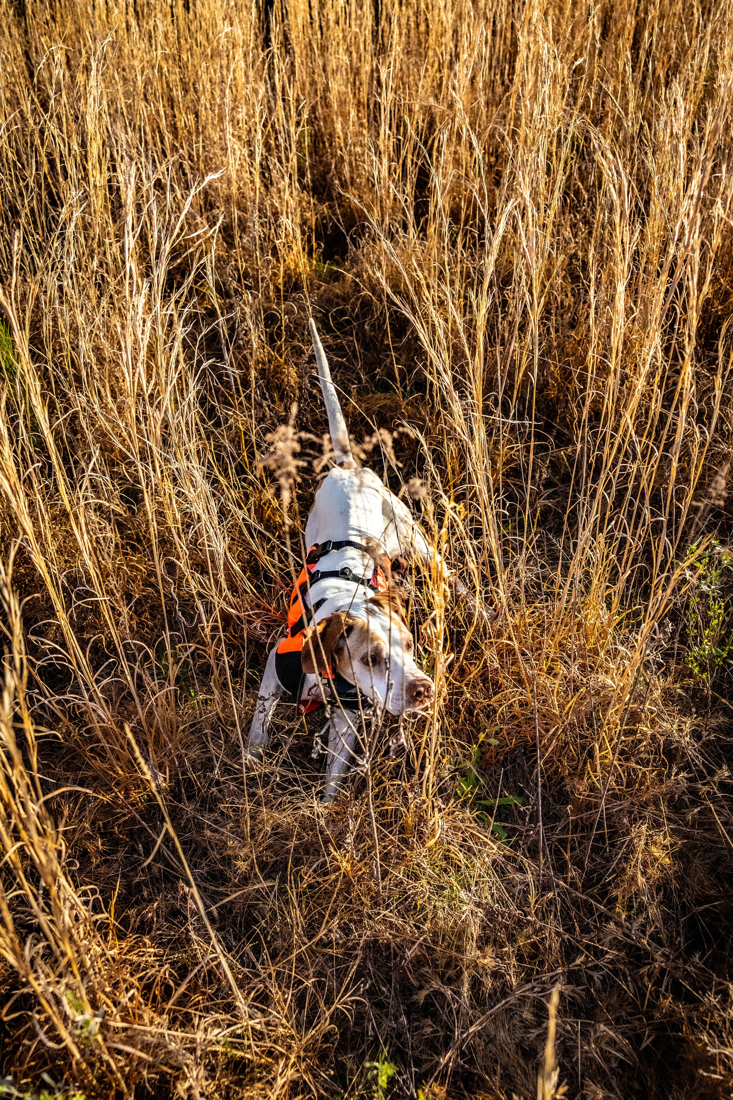 2025.03.18 Sylmar SWS Bull - Cowboy 0D0A2762.jpg