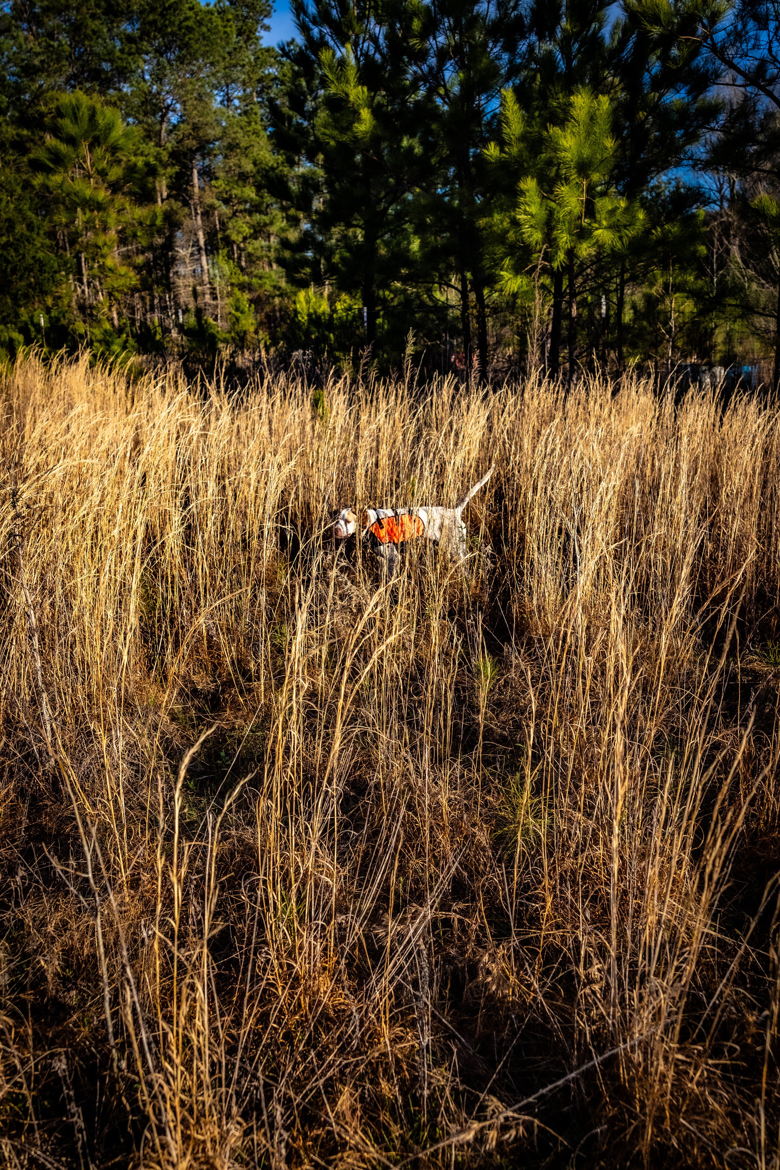 2025.03.18 Sylmar SWS Bull - Cowboy 0D0A2351.jpg