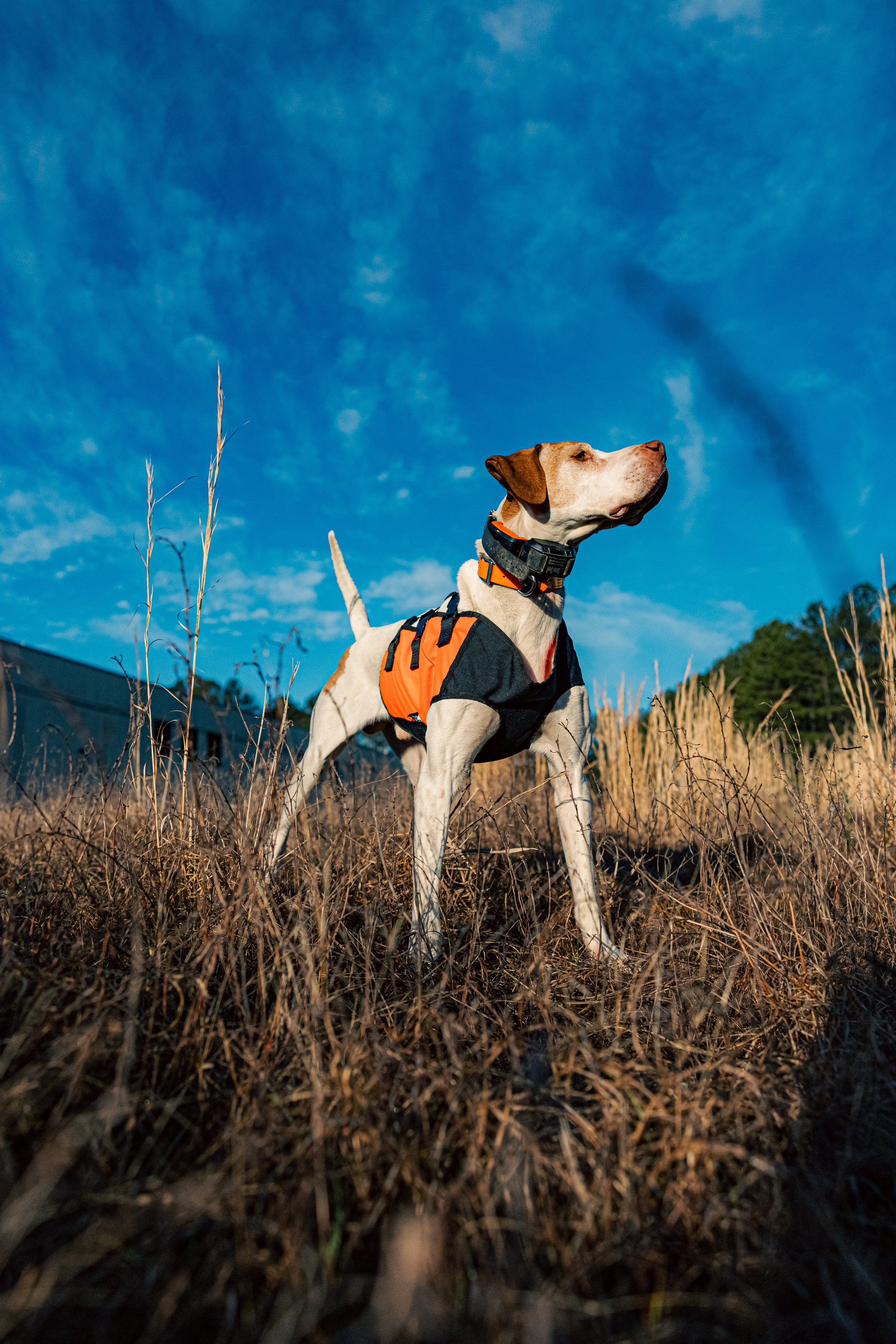 2025.03.18 Sylmar SWS Bull - Cowboy 0D0A1935.jpg