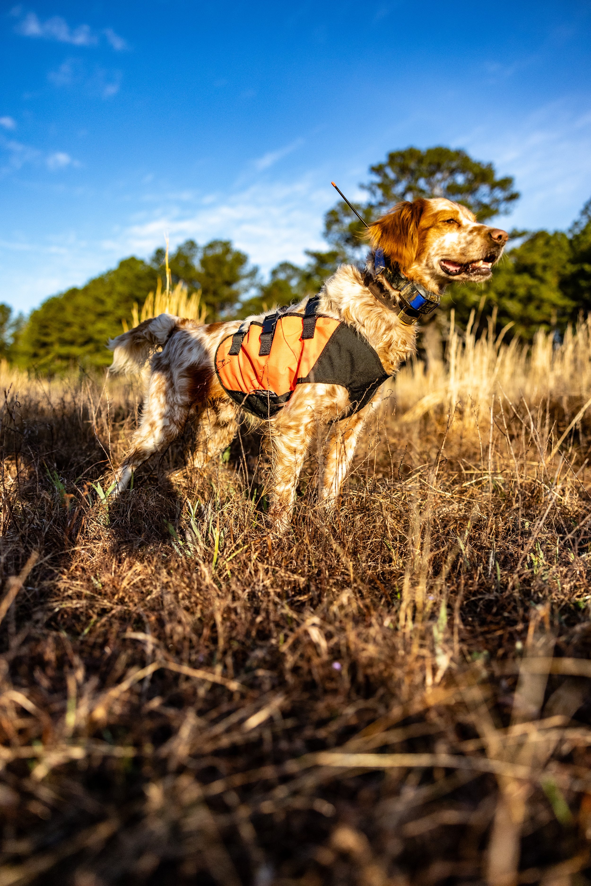 2025.03.18 Sylmar SWS Bull - Cowboy 0D0A7814.jpg