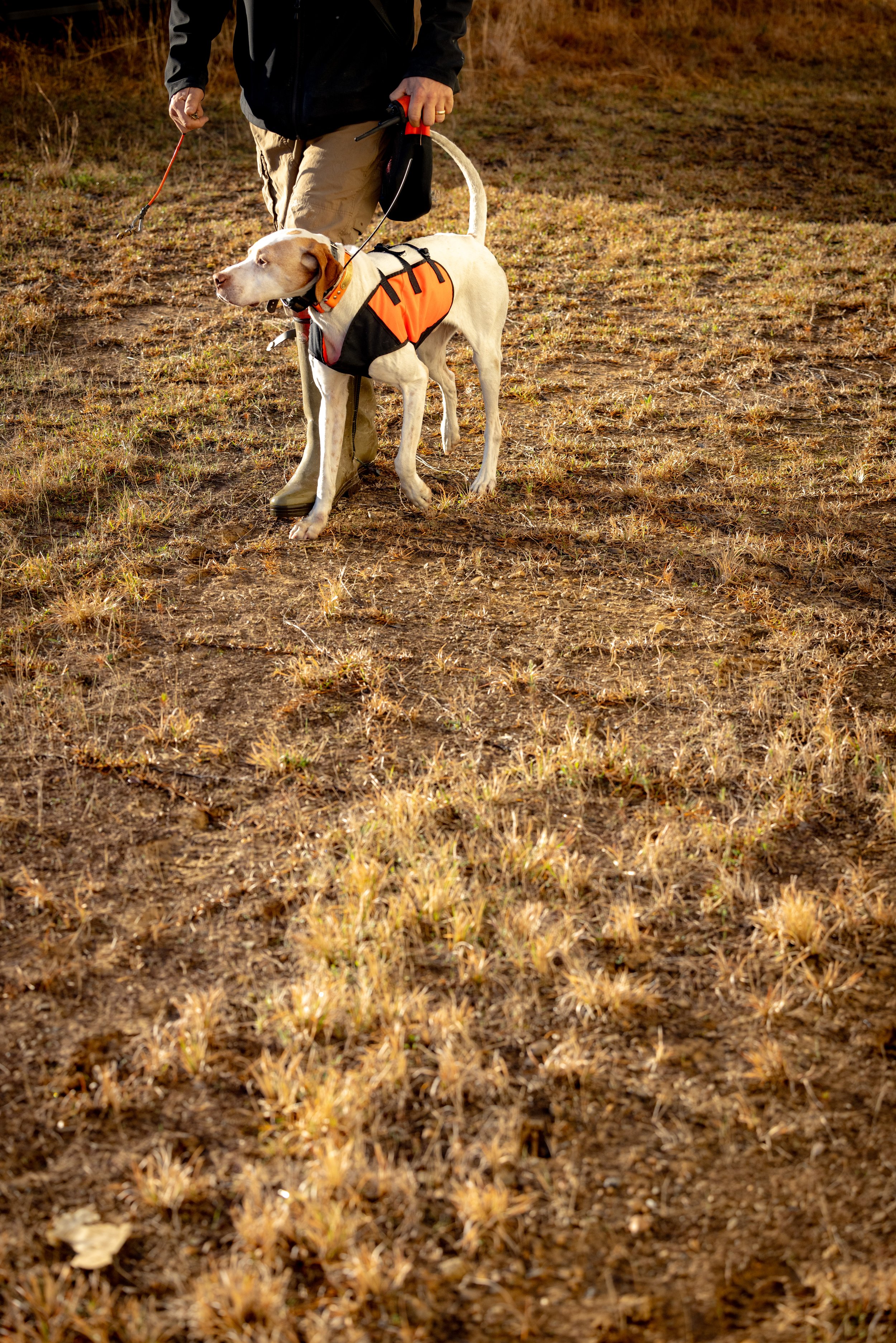 2025.03.18 Sylmar SWS Bull - Cowboy AR246373.jpg
