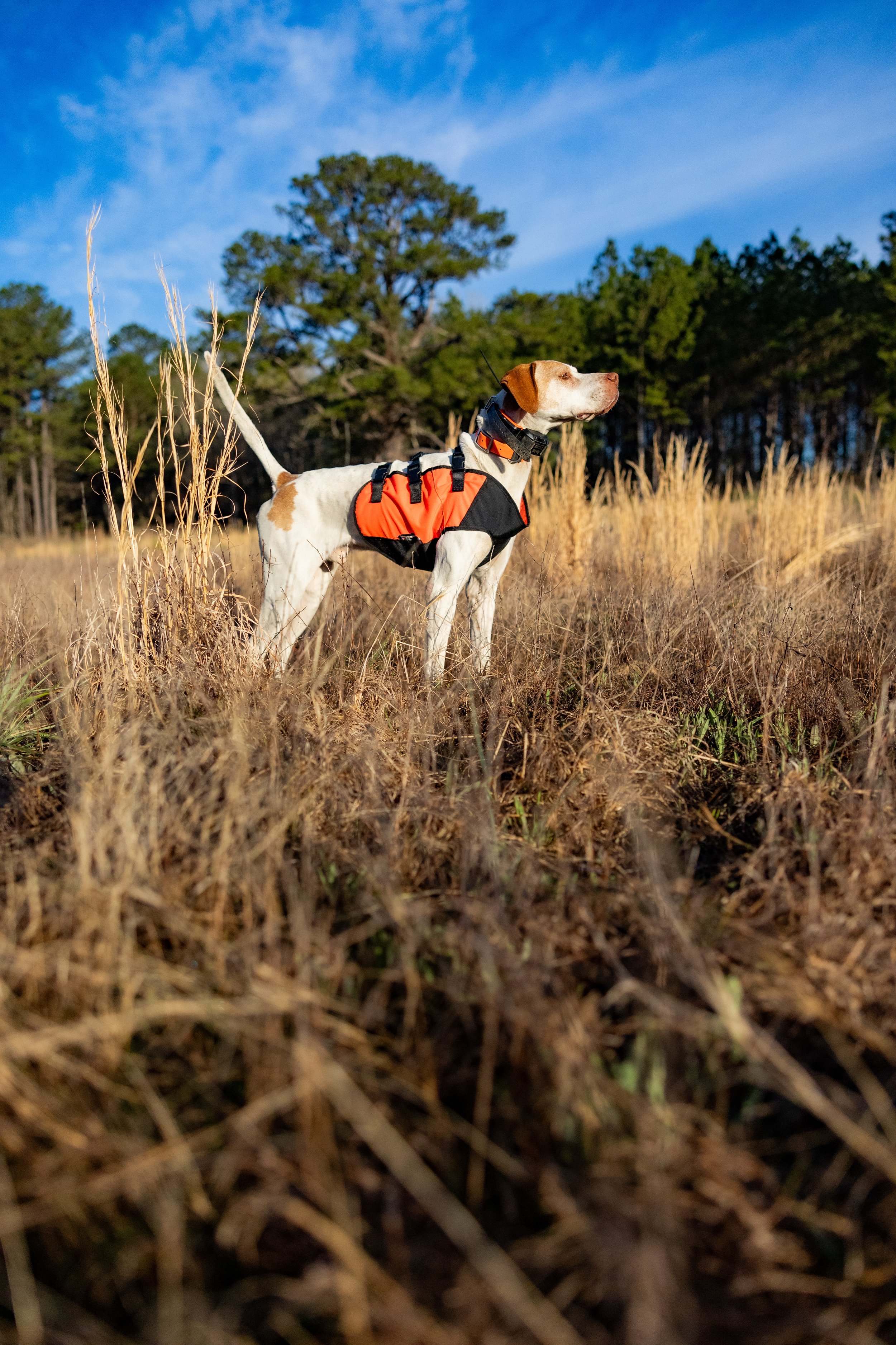 2025.03.18 Sylmar SWS Bull - Cowboy xx0D0A0113.jpg