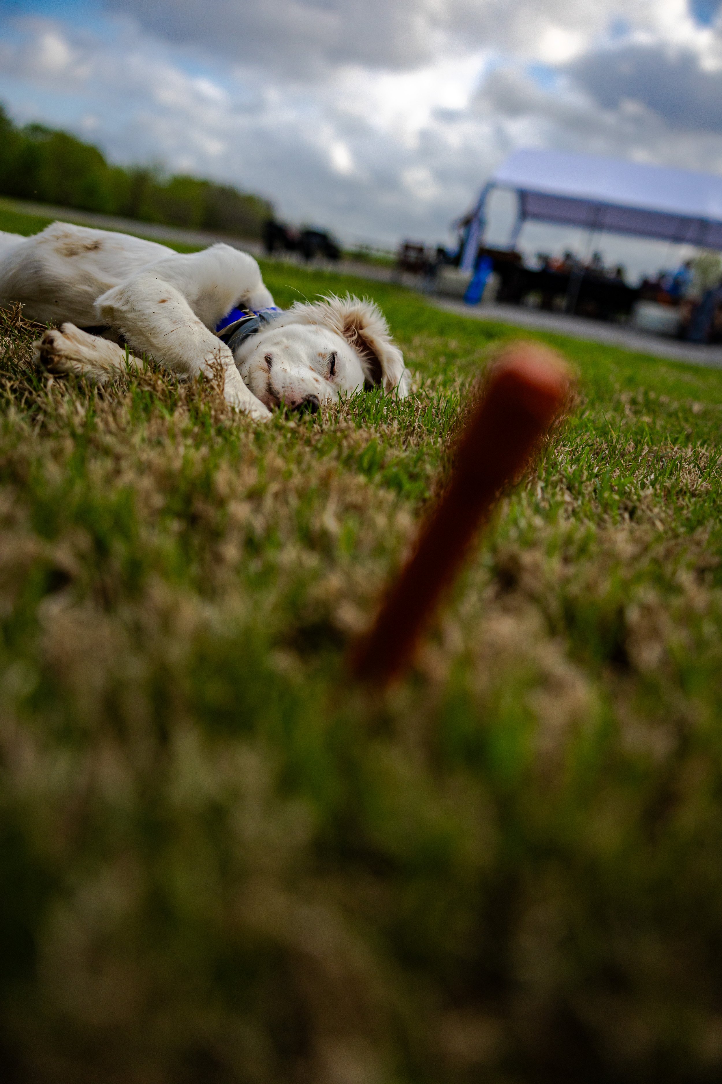white setter 2025-04-05 RSK Seminar CHAIN GANG VIDS 2025-04-05 RSK Seminar Bird Dogs 0D0A0694.jpg