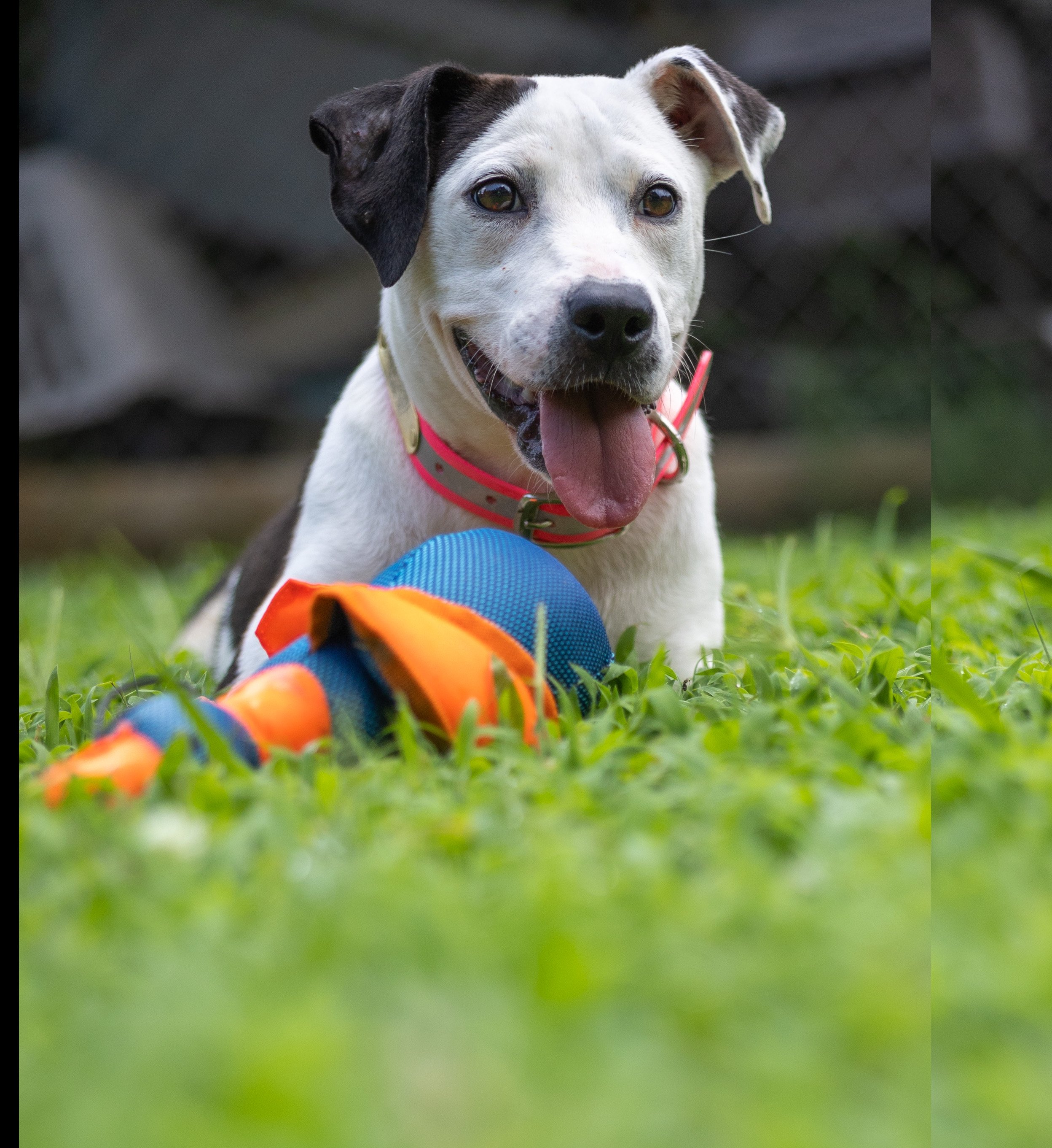 POLLY BELL 0D0A2167.jpg