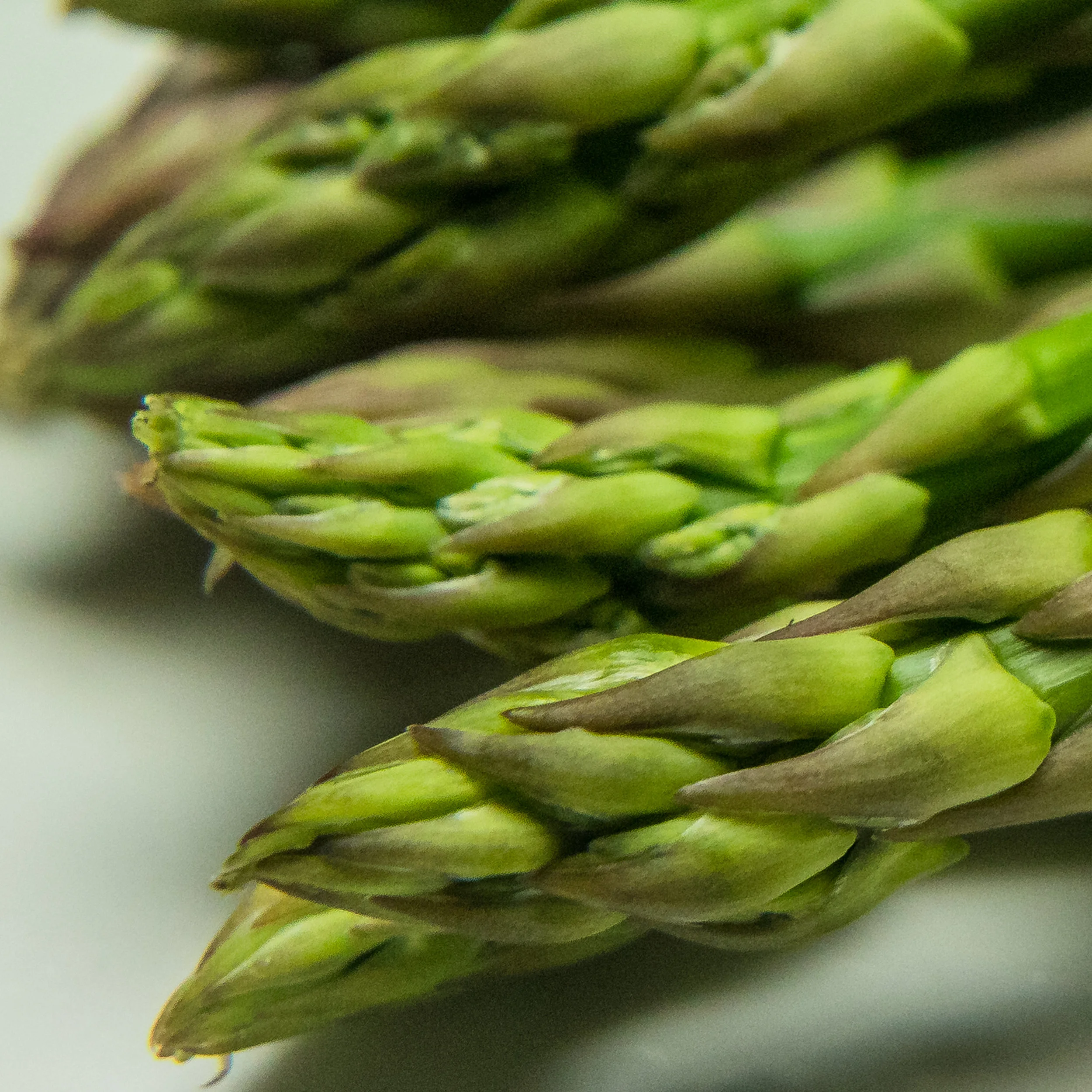 Asparagus,