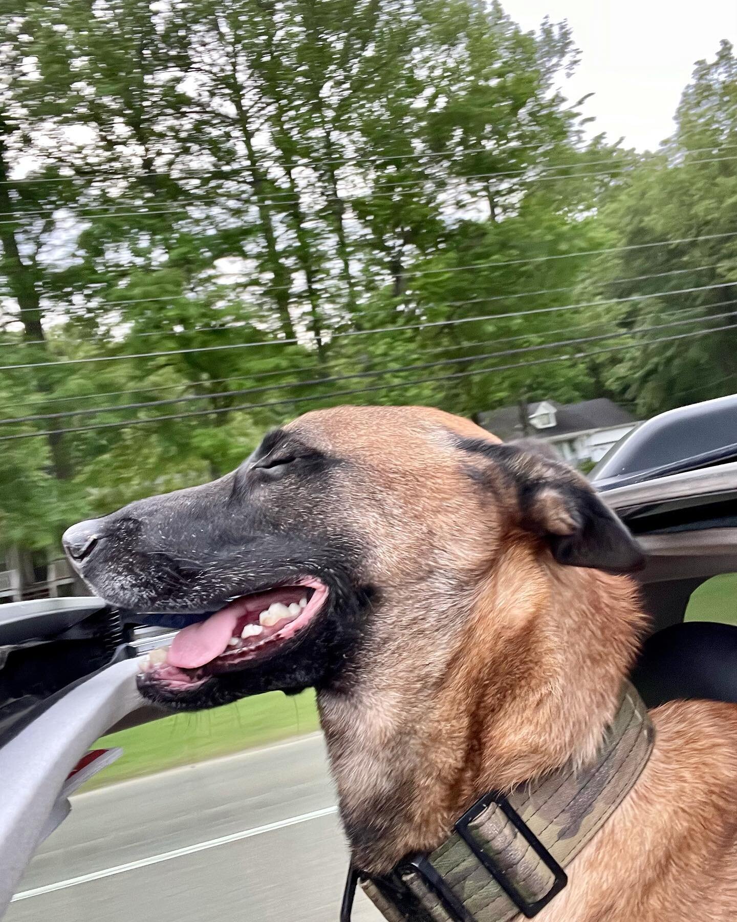 Just Negan living the good life, were off to get Jim N Nicks and his first Puppuccino! He loves to stick his head out of the sunroof of the 4runner. #xdman #defendyourlegacy #spoileddog #belgianmalinois #malanois #dog #dogsofinstagram #carride #carri