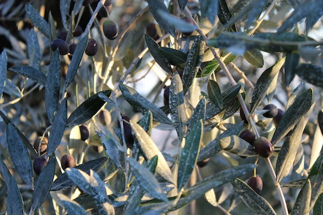 November: The olive harvest