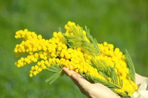 March: Mimosa for the Signora