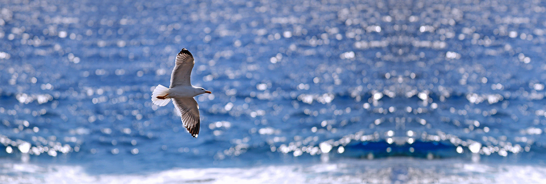 5_Background image used in home page.jpg