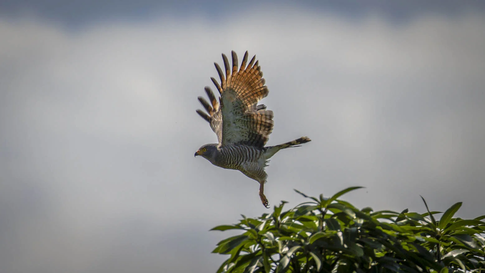 Cuando nuestro sistema límbico se pone histérico (sí, a ti también te ocurre).