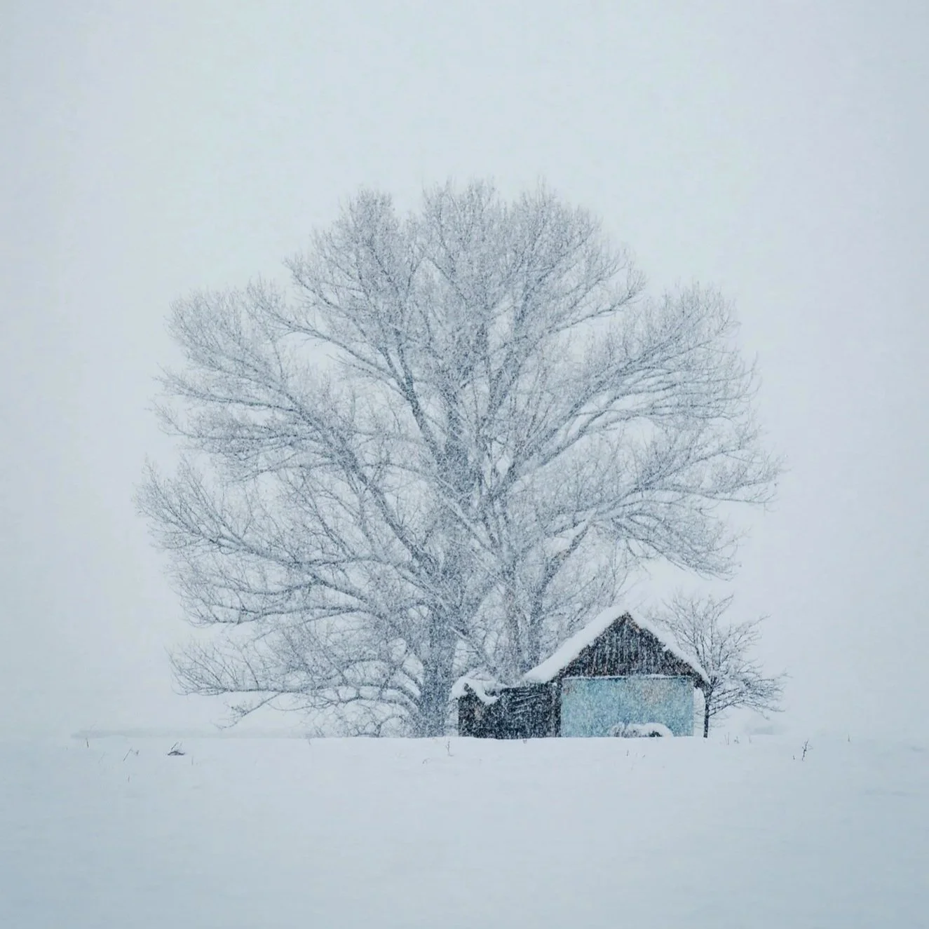Grow Wild - Estaciones - Invierno. Día 1: Hibernar.