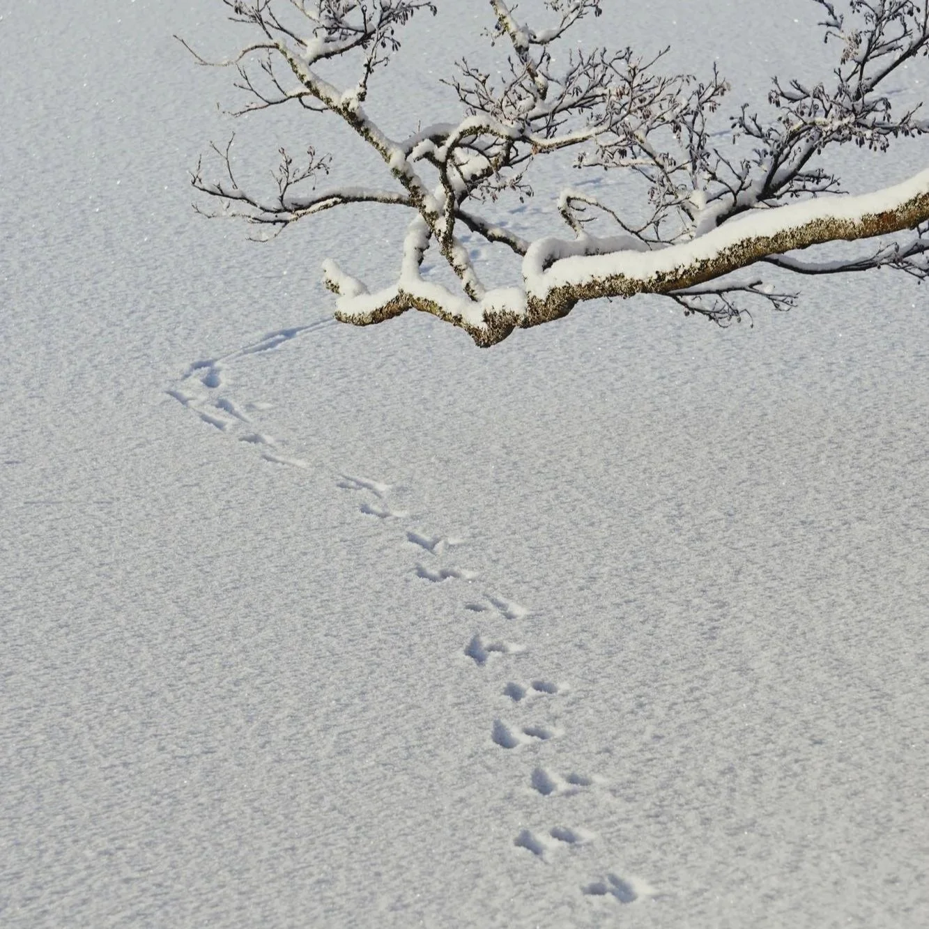 Grow Wild - Estaciones - Invierno. Día 5: Explorar.