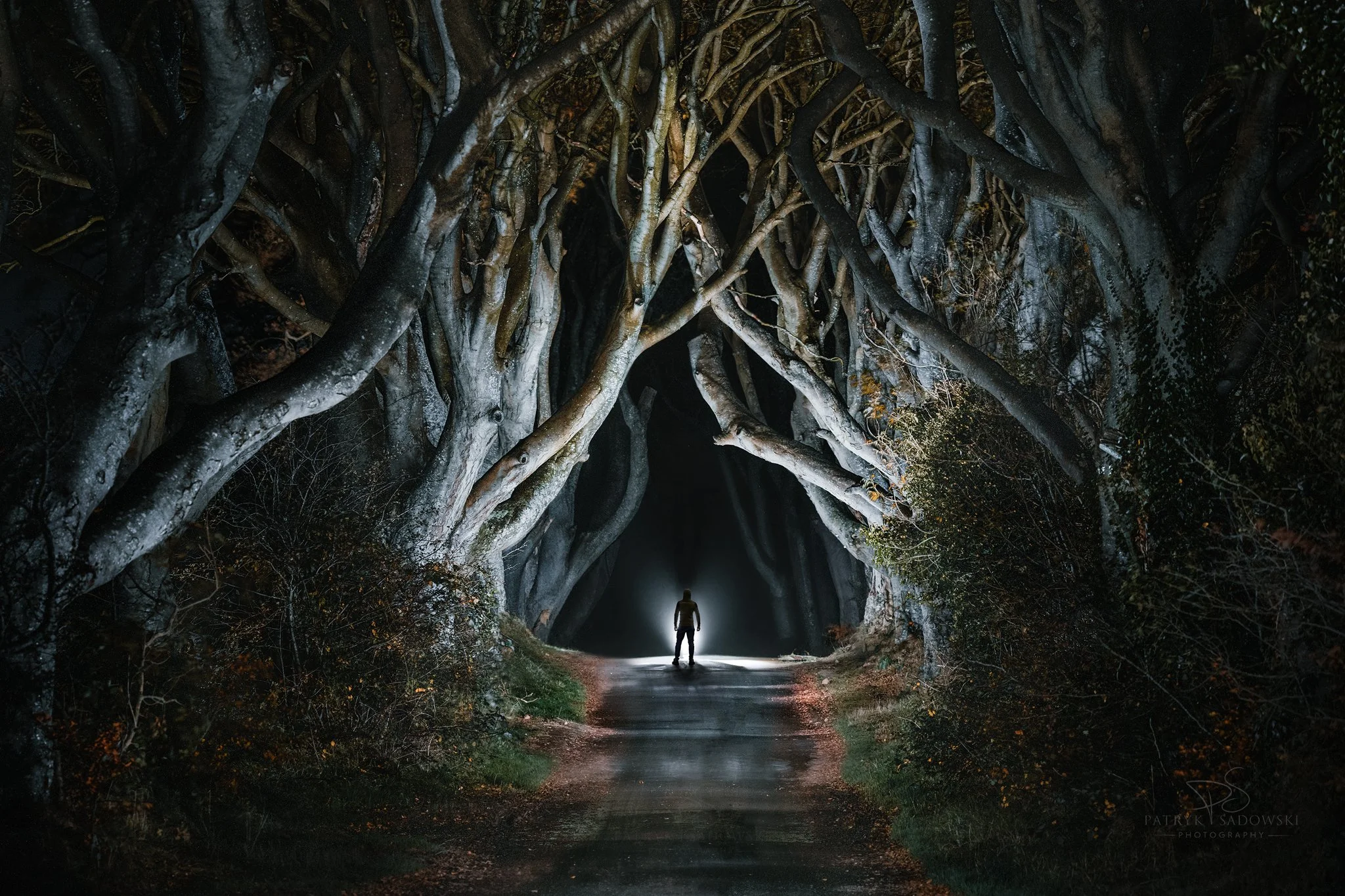 The Dark Hedges aka The Kings Road