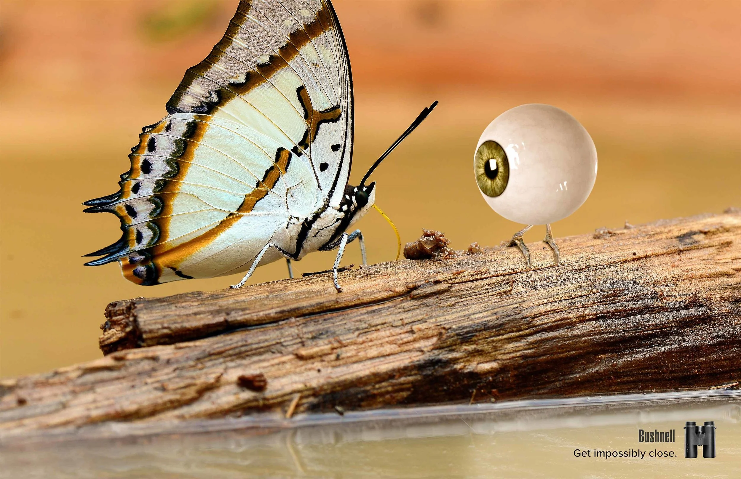 Butterfly.jpg