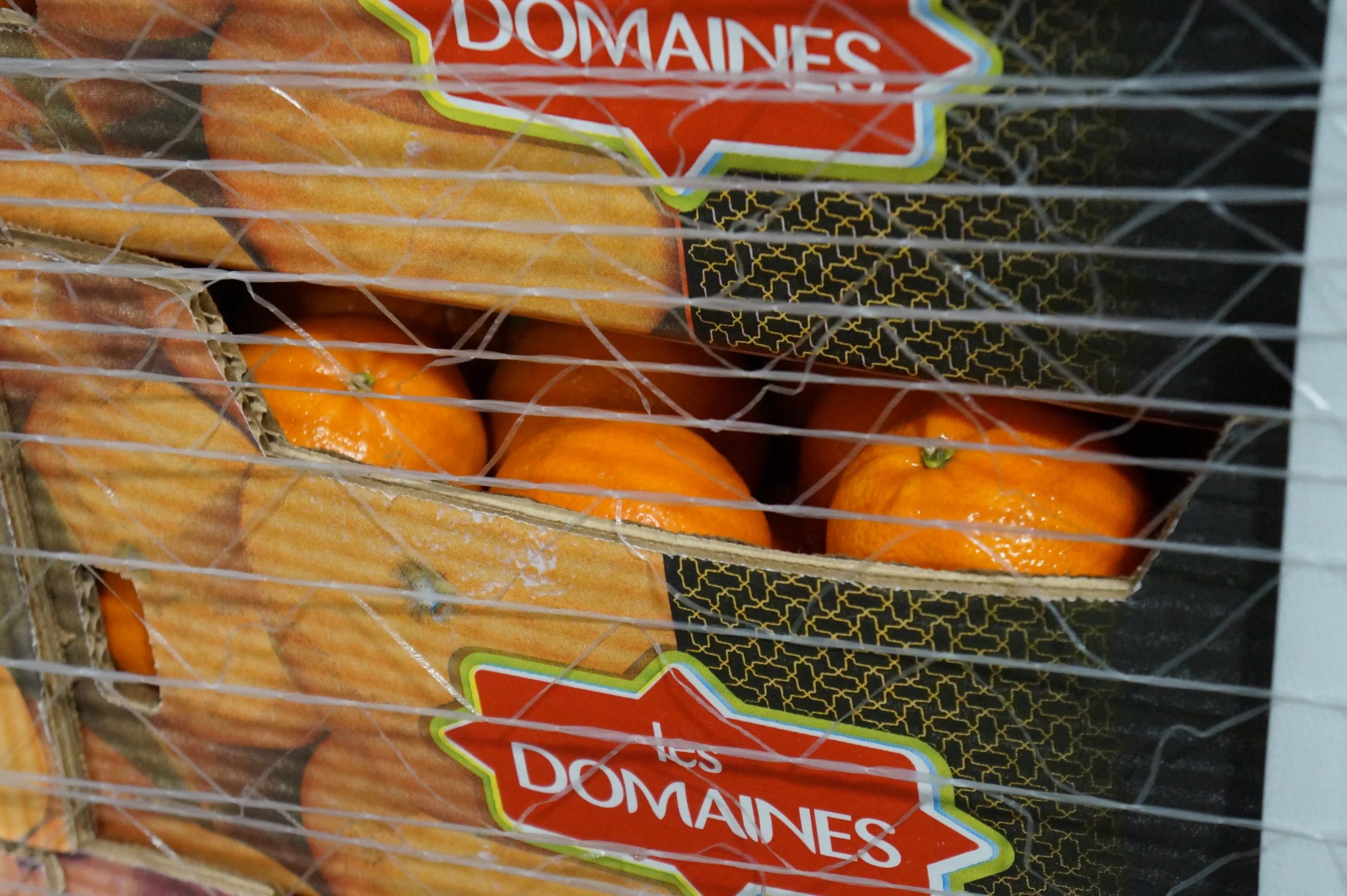  Clementine field study.     📸: Sabrina Fay 