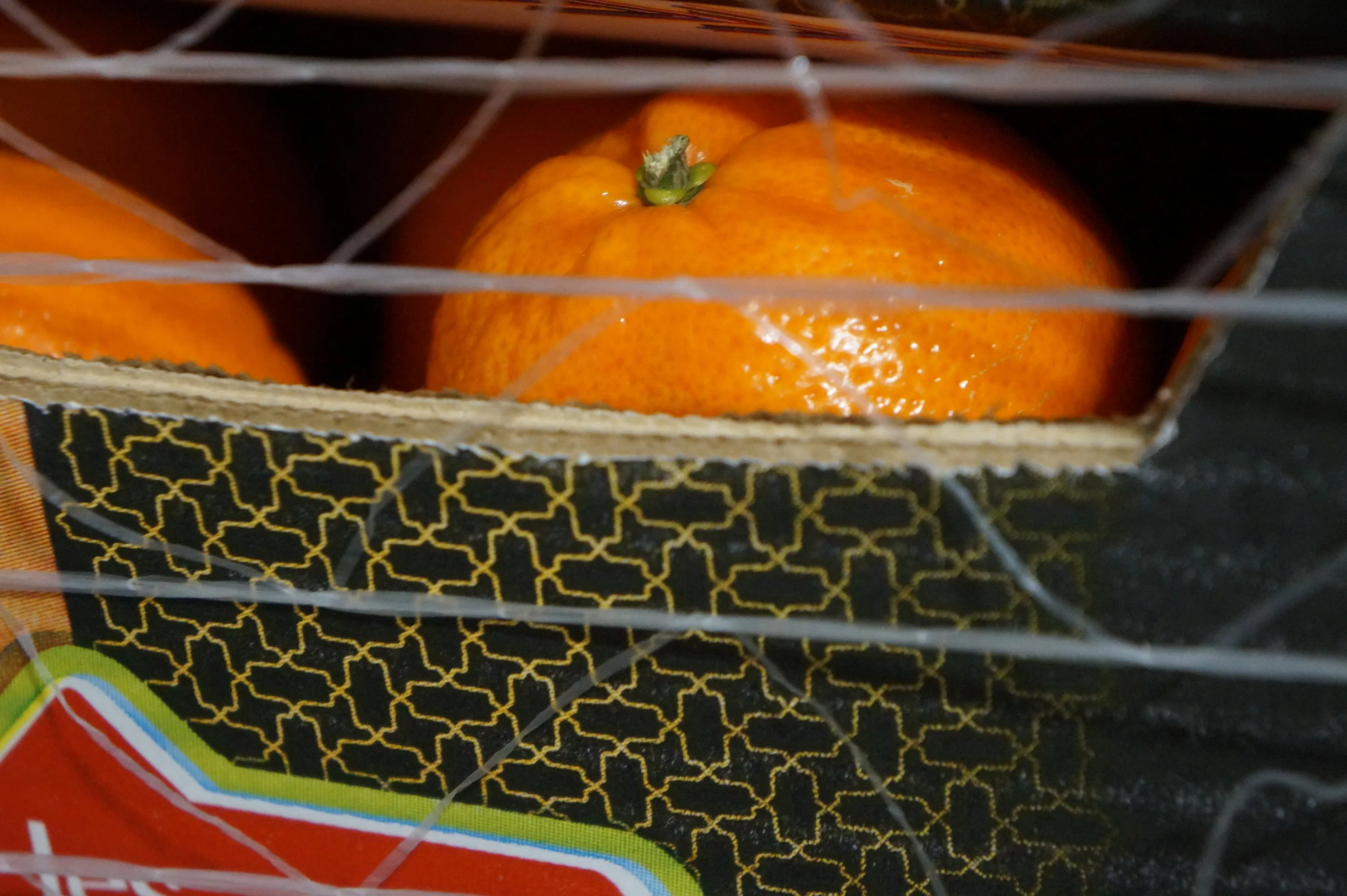  Clementine field study.     📸: Sabrina Fay 