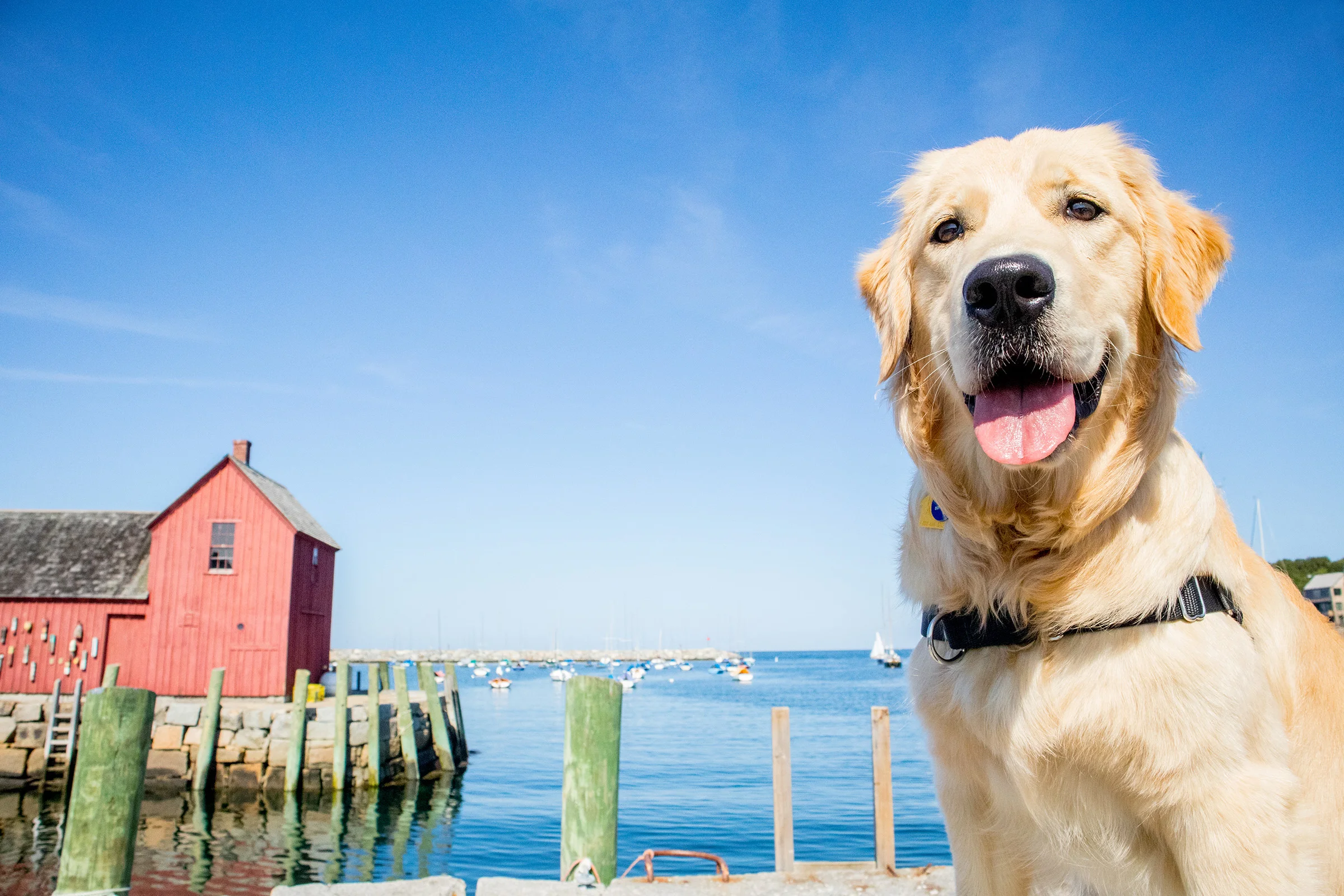 Rockport, MA - Lucy & Motif #1