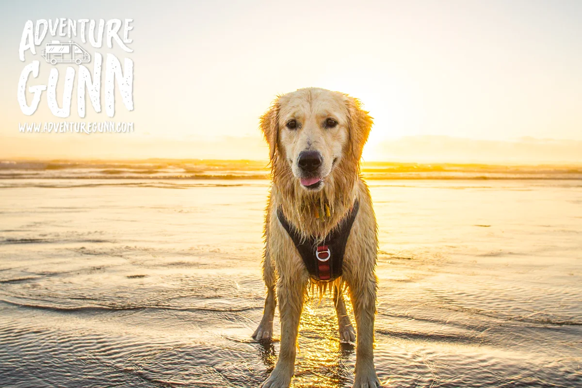 adventure-dog-3155.jpg