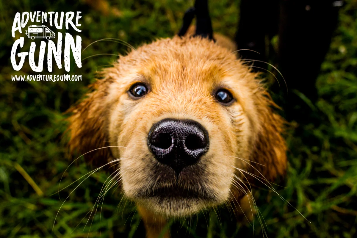 adventure-dog-3618.jpg