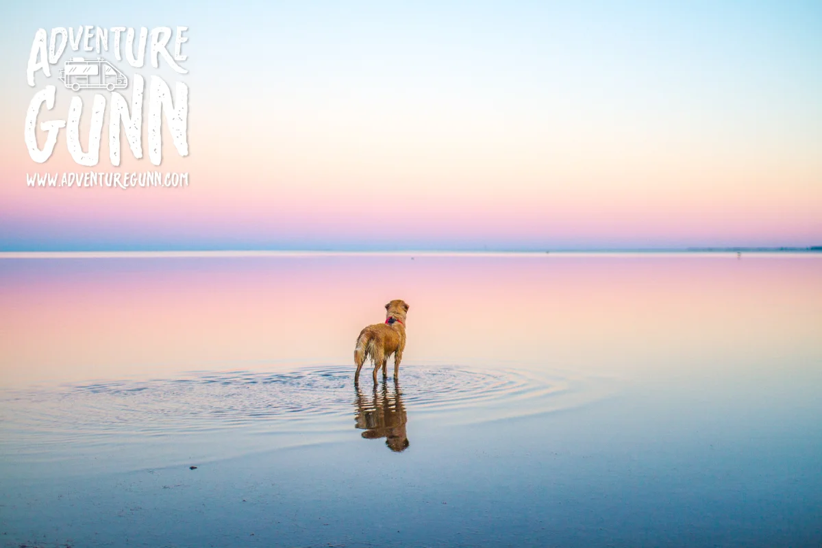 adventure-dog-5632.jpg