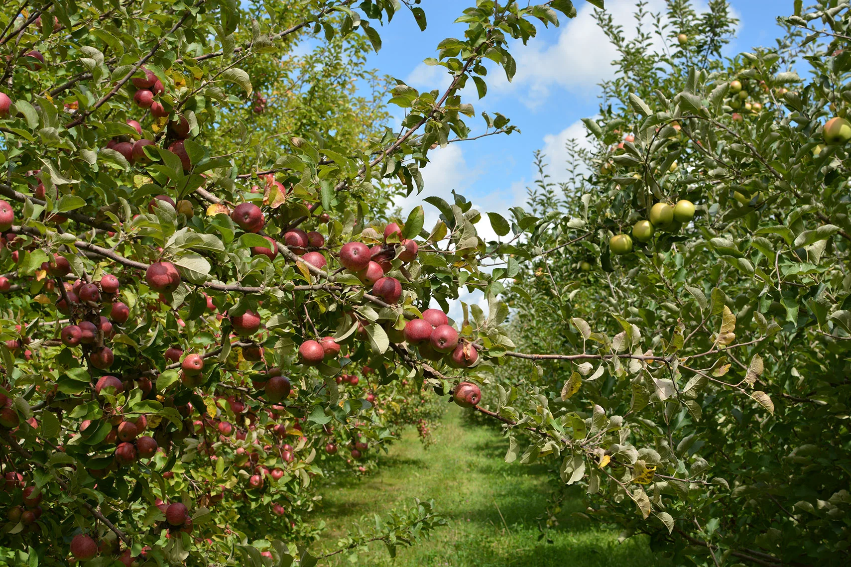 DSC_6059_AppleOrchard1709.jpg