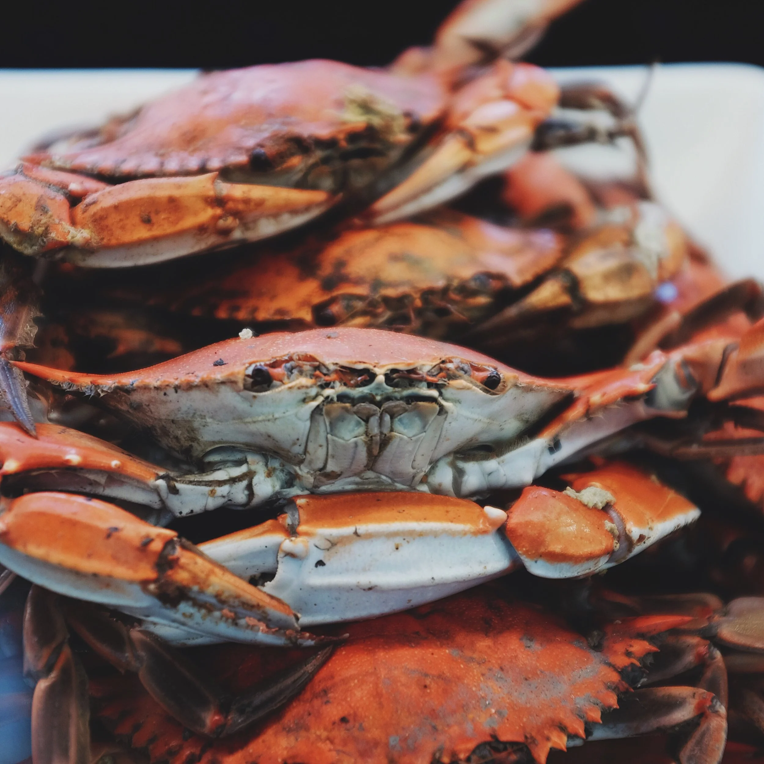 Dungeoness Crab