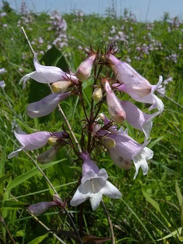 penstemon calycosus.jpg