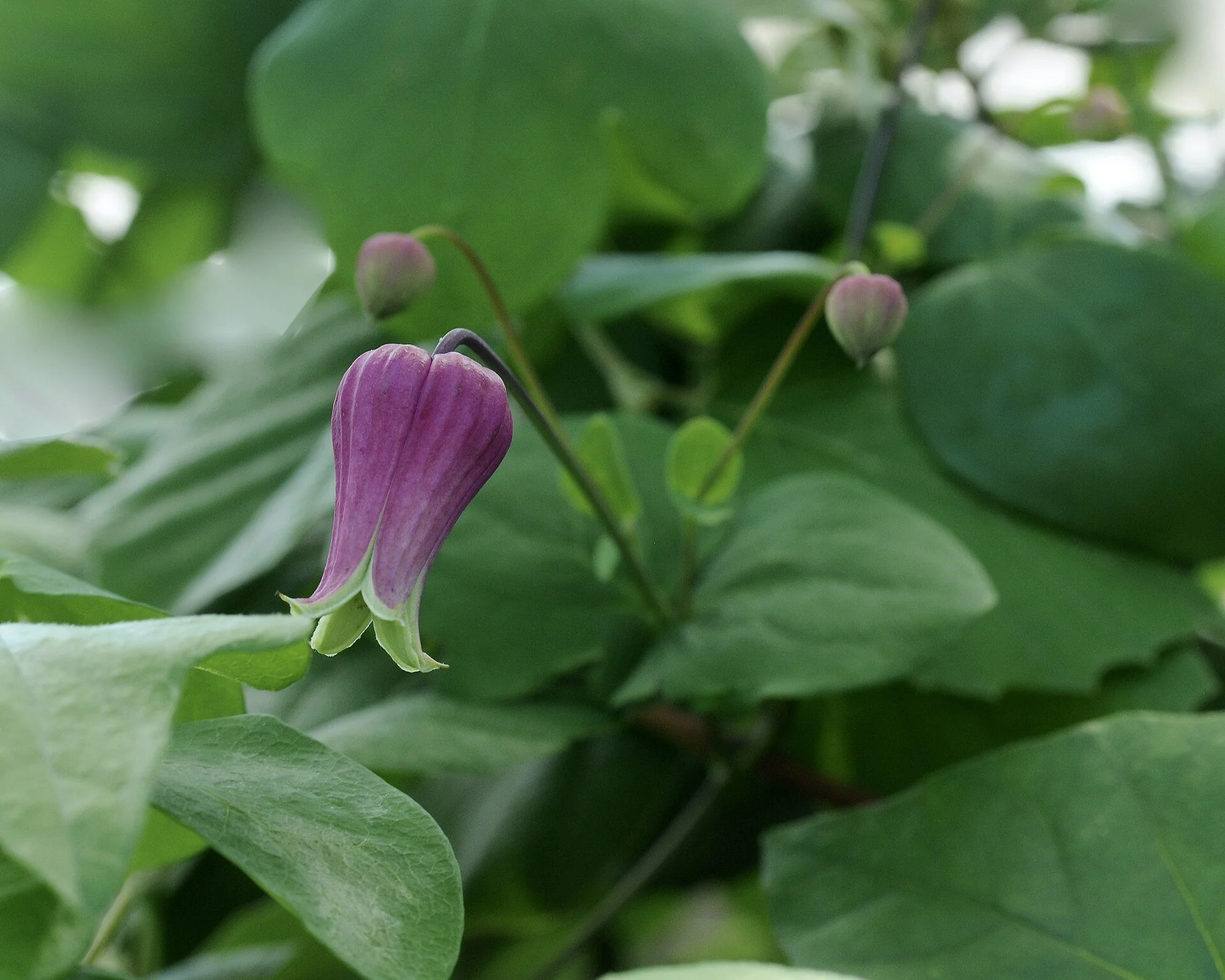 Clematis_glaucophylla2.jpg