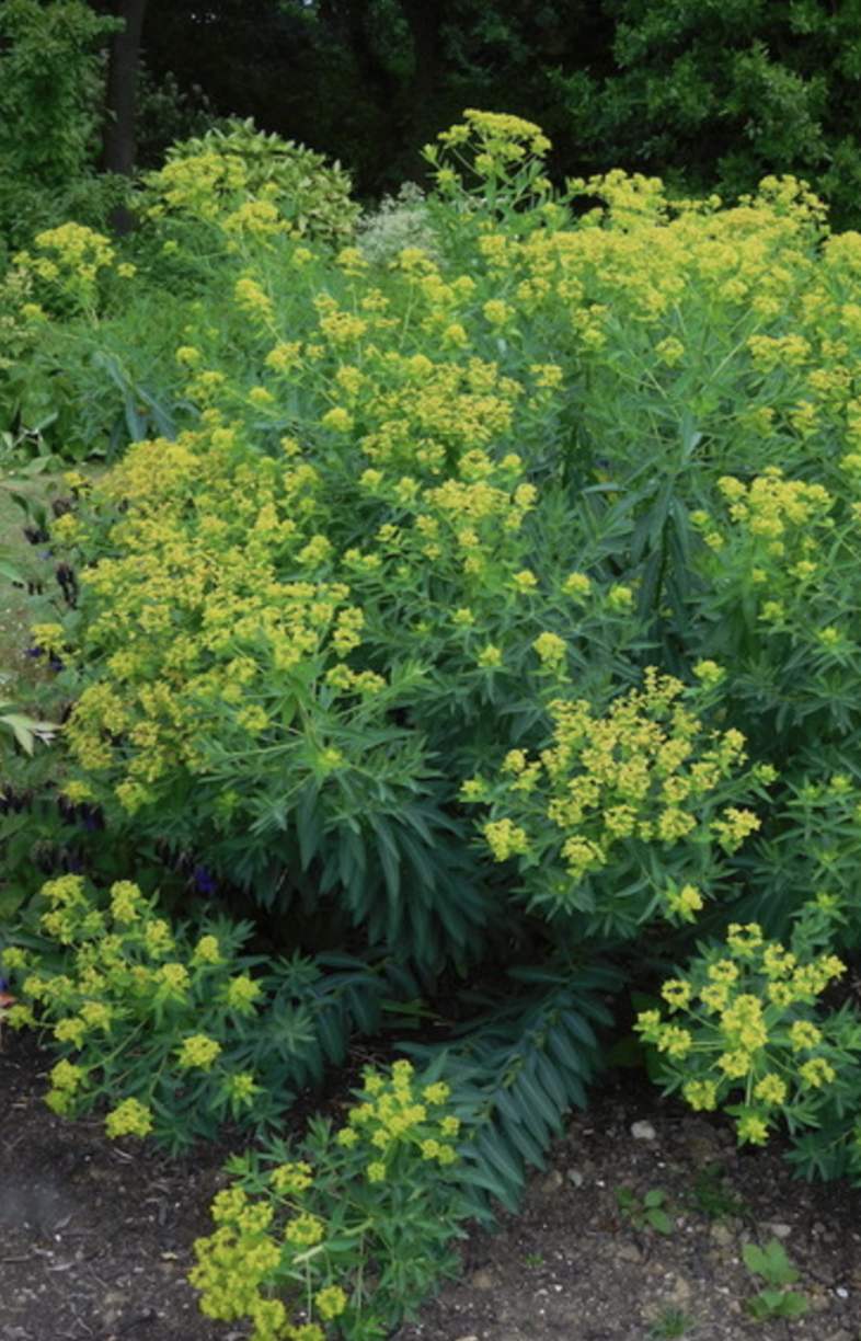 Euphorbia sarawschanica.png