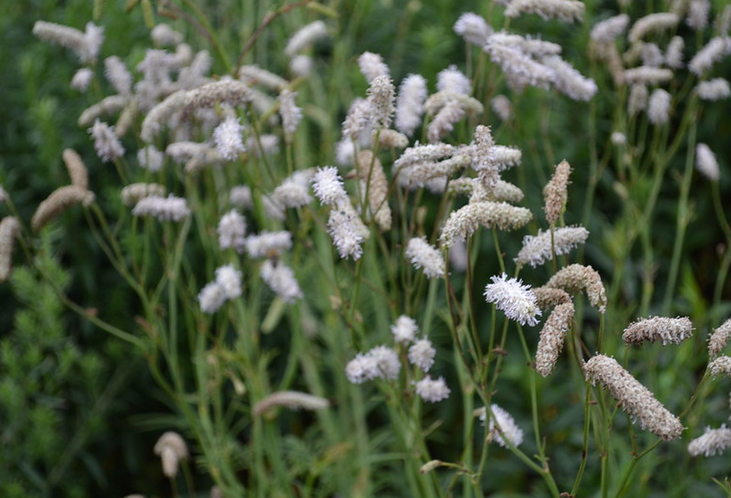 Sanguisorba parviflora