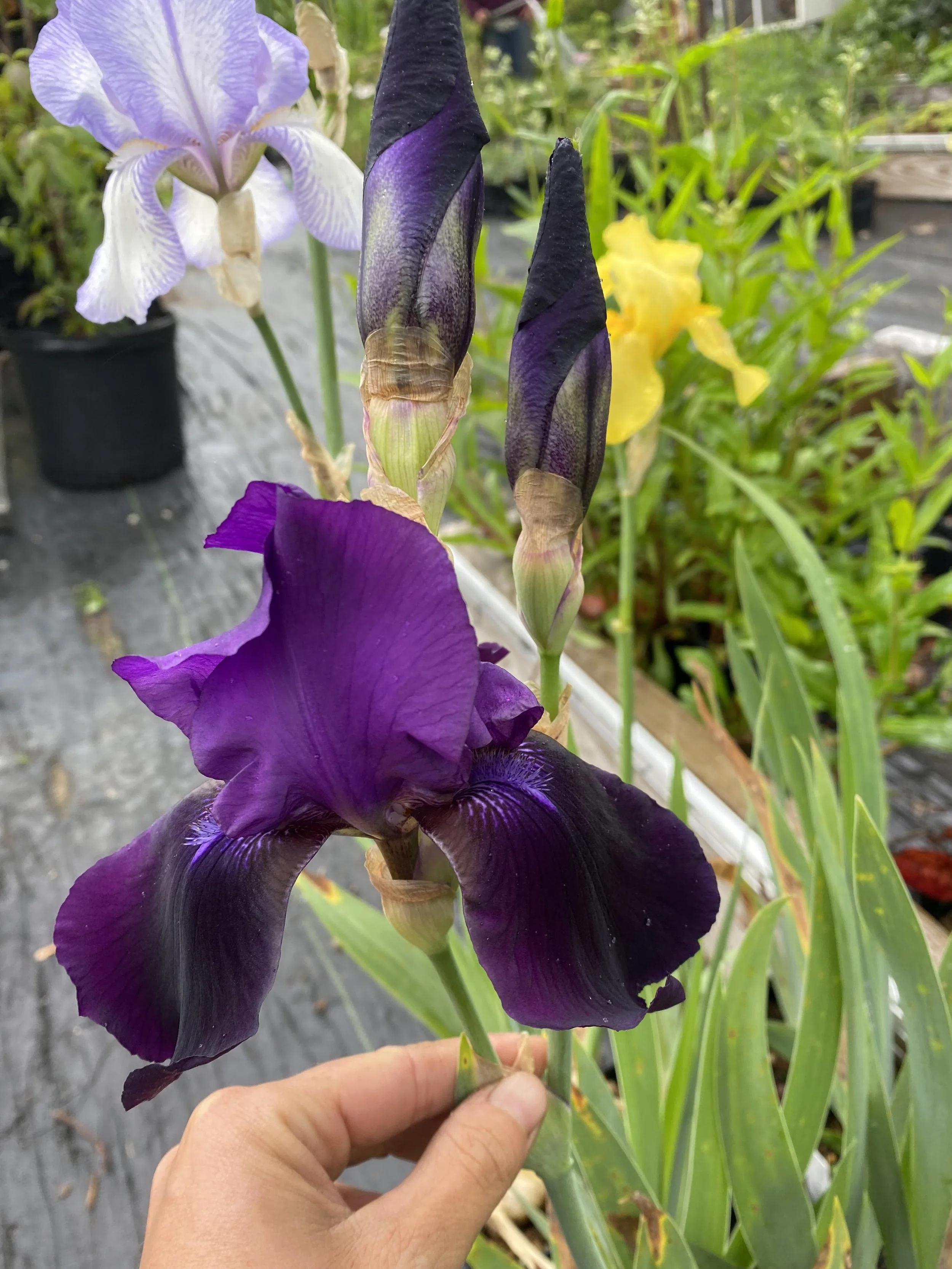 Judith up close.jpeg