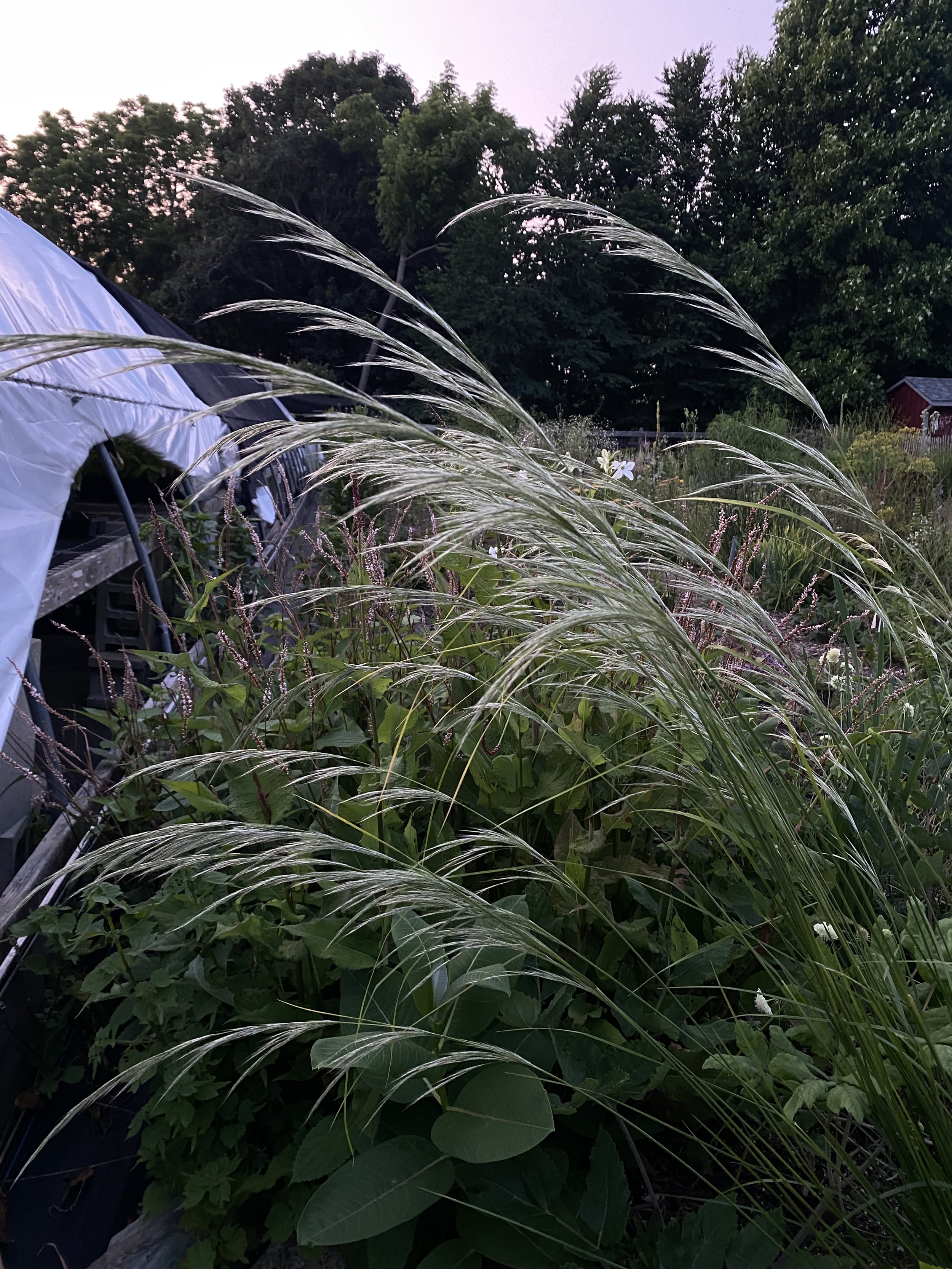 Stipa pseudoichu