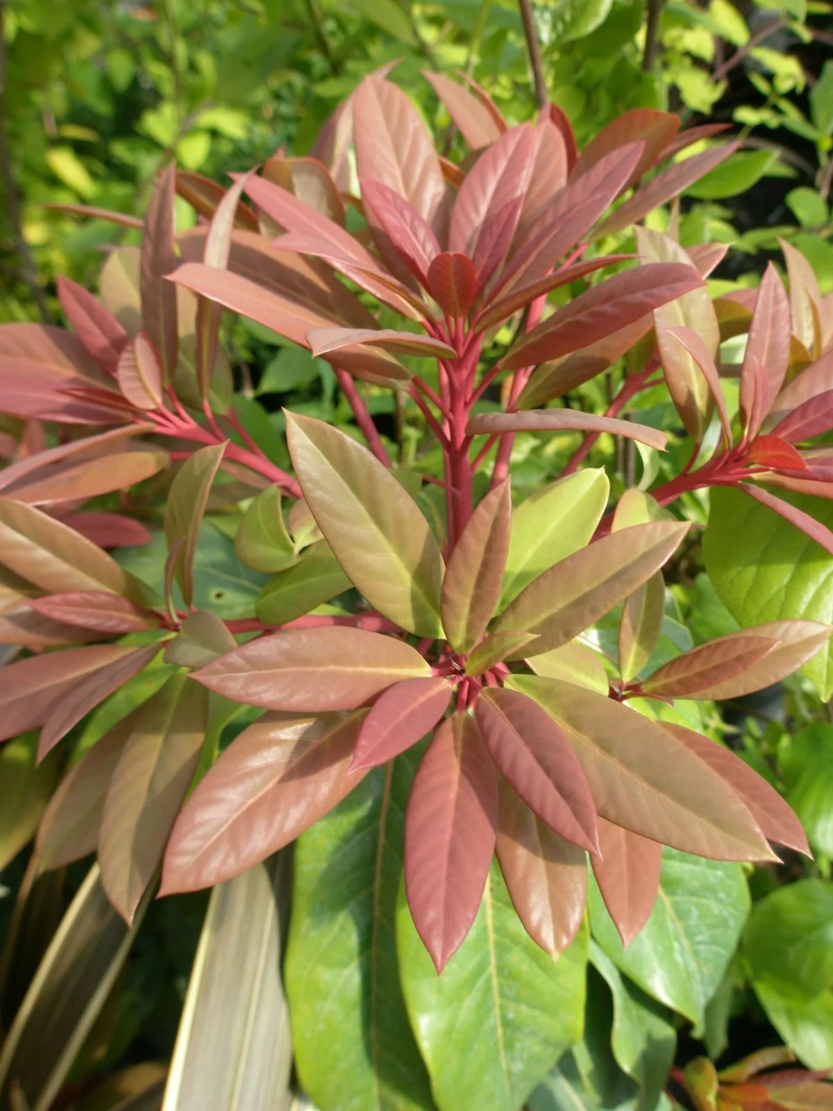 daphniphyllum-macropodum.jpg